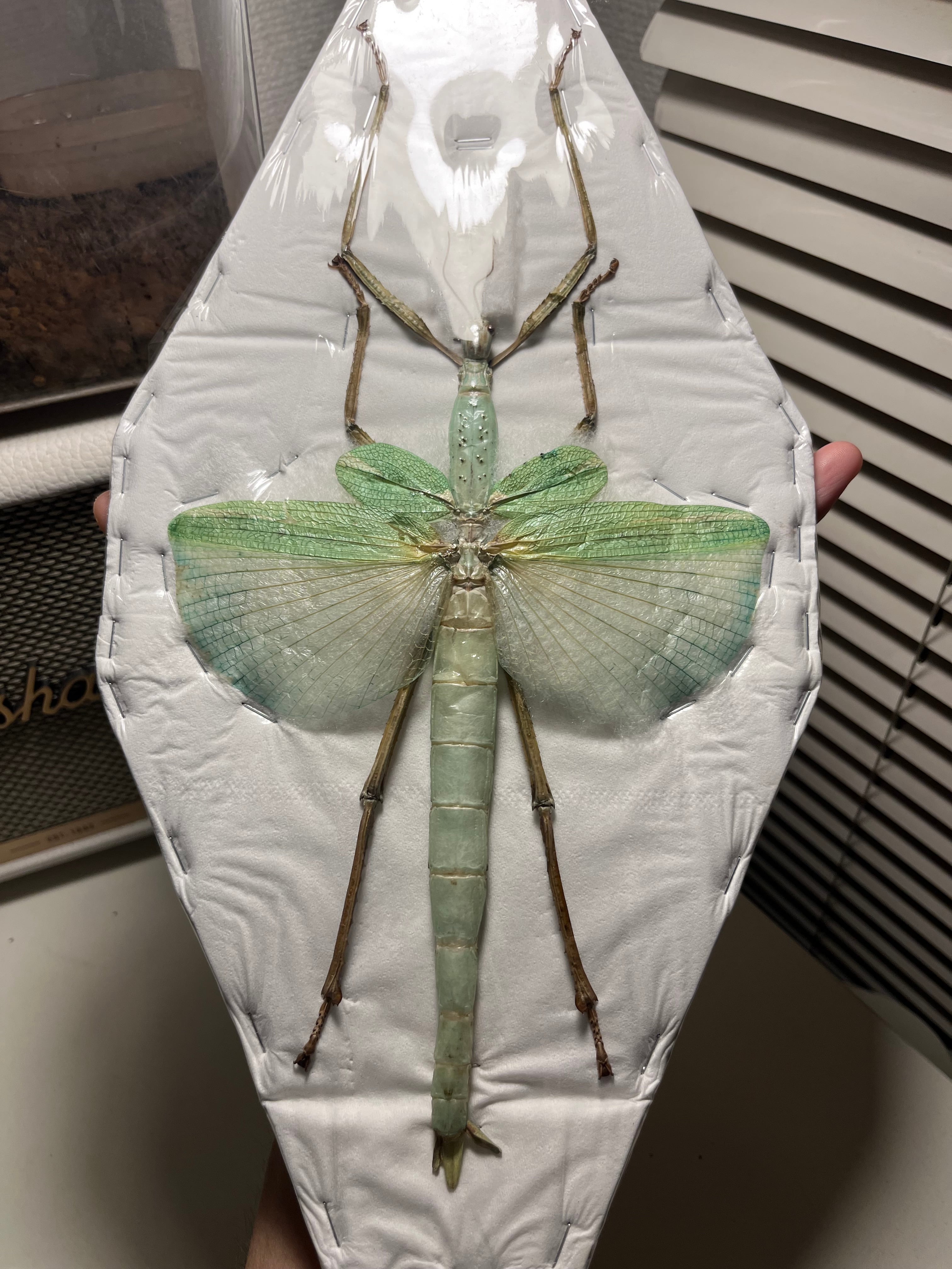 ゴライアスオオトビナナフシ 陸のザリガニ歩くソーセージコノハムシ直