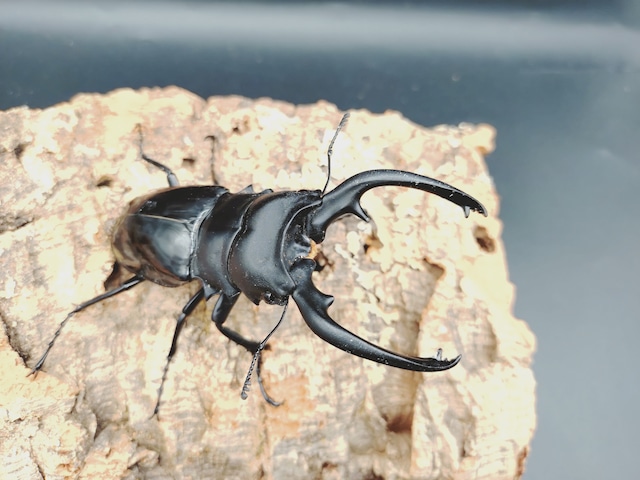 WDインターメディアツヤ　♂96ｍｍ♀フリー