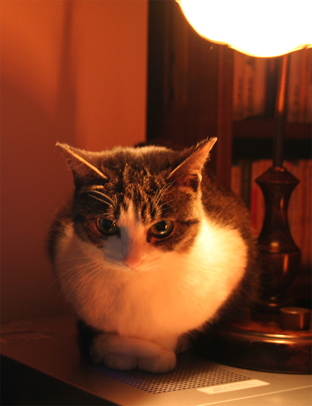 猫 ポストカード The Cat who.... 冬のミミズク 10x14.8センチ(cm)官製はがきサイズ 猫写真 はがき ねこ葉書 ネコハガキ Postcard ジェリー