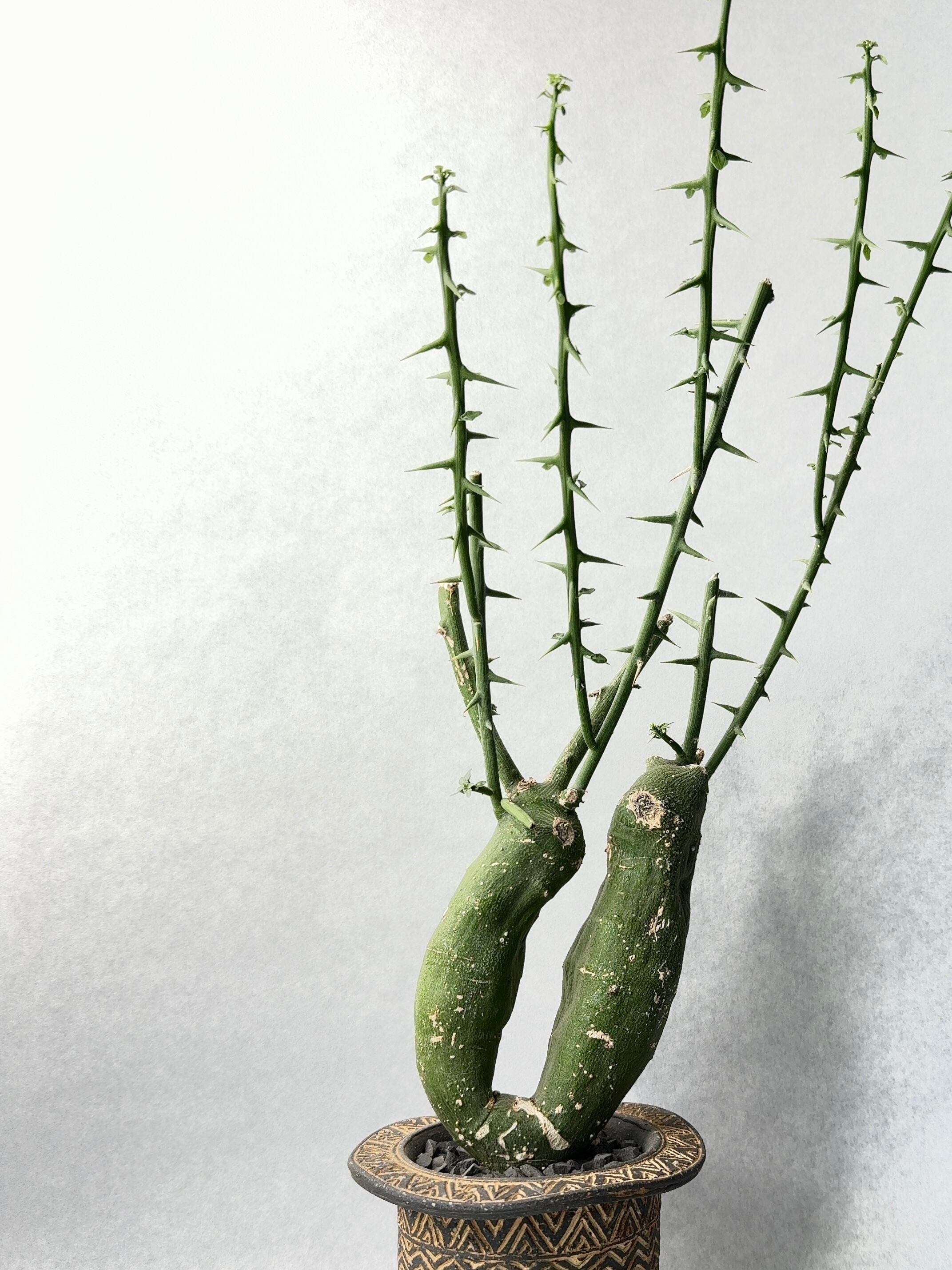 アデニア グロボーサ アデニア・グロボーサ(ダブルヘッド) | trigger