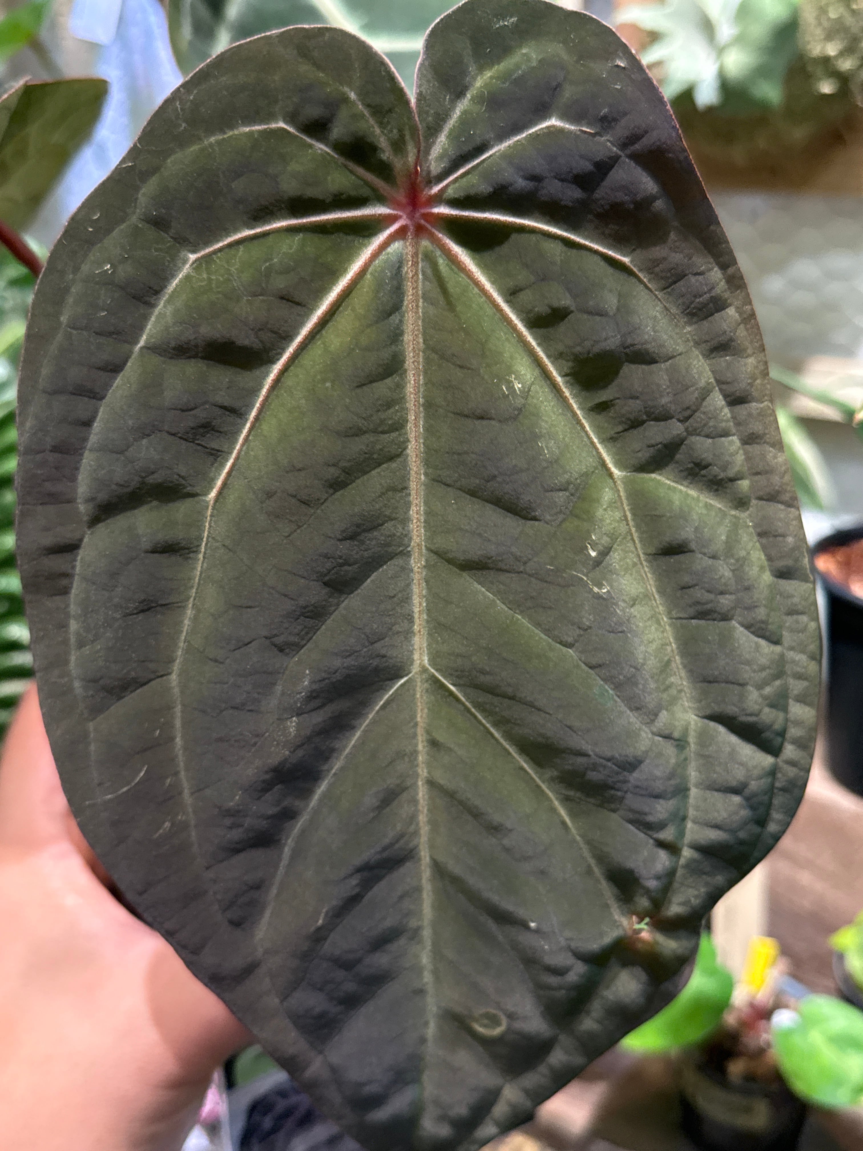 053 Anthurium Zara / Michelle(F3) x antolakii'Yard' | Gardenえん