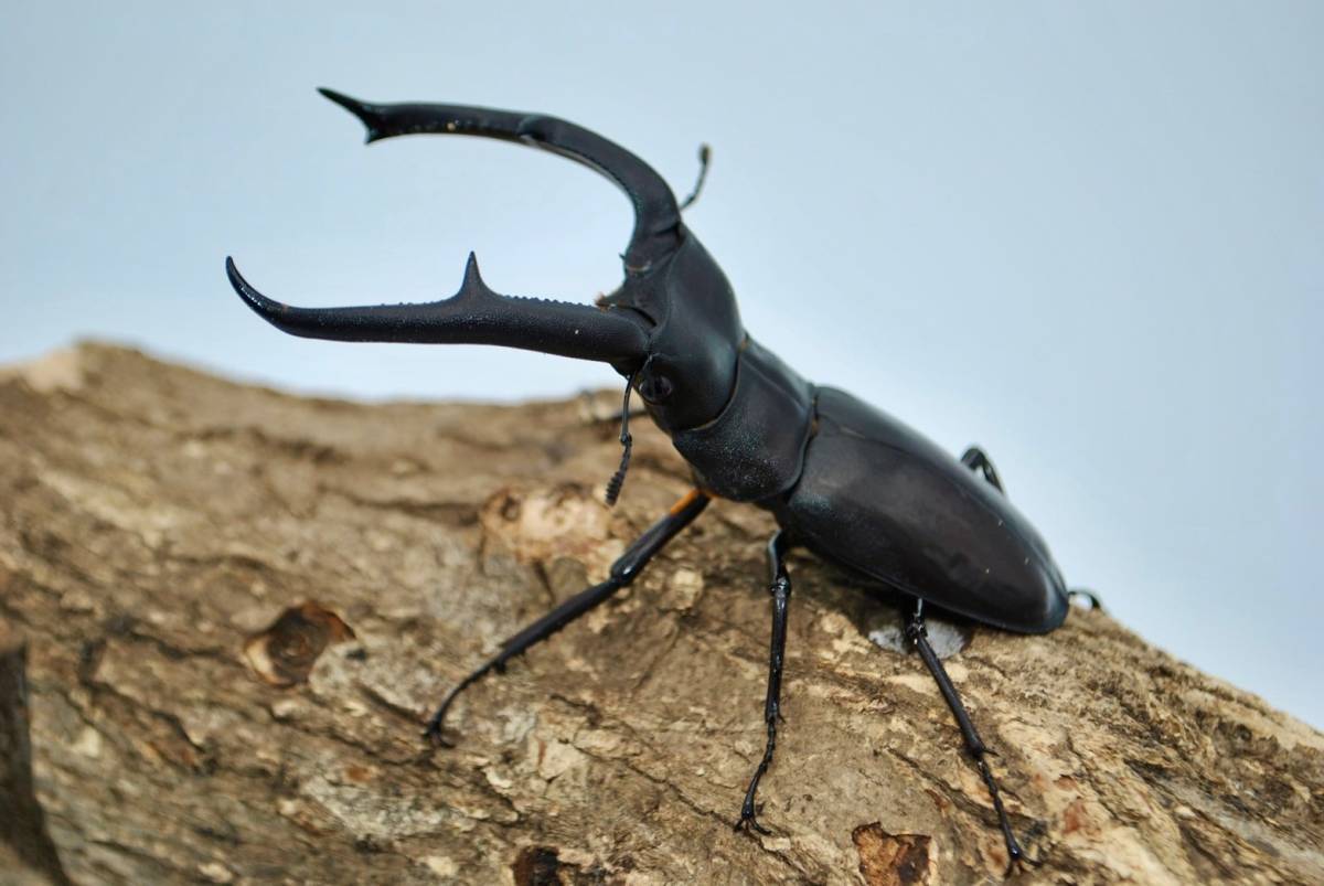 マンディブラリスフタマタクワガタ 105ミリ 【公式通販】