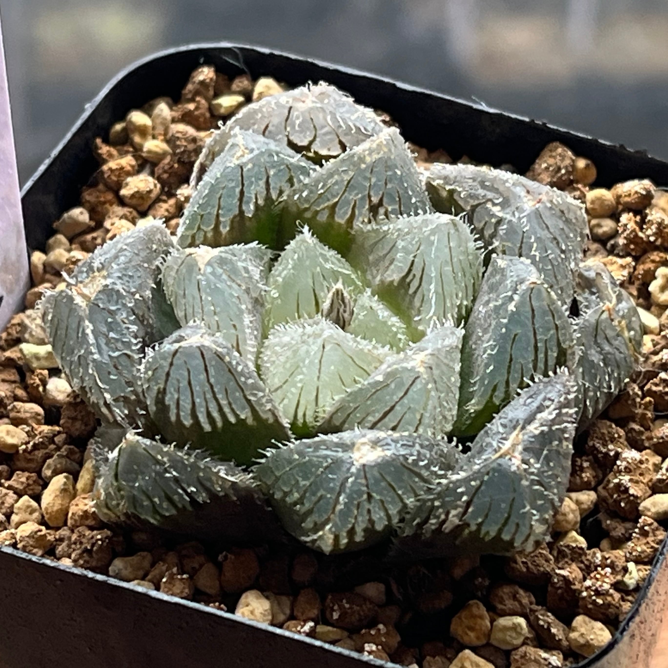 ベヌスタ系 | mocono_plants