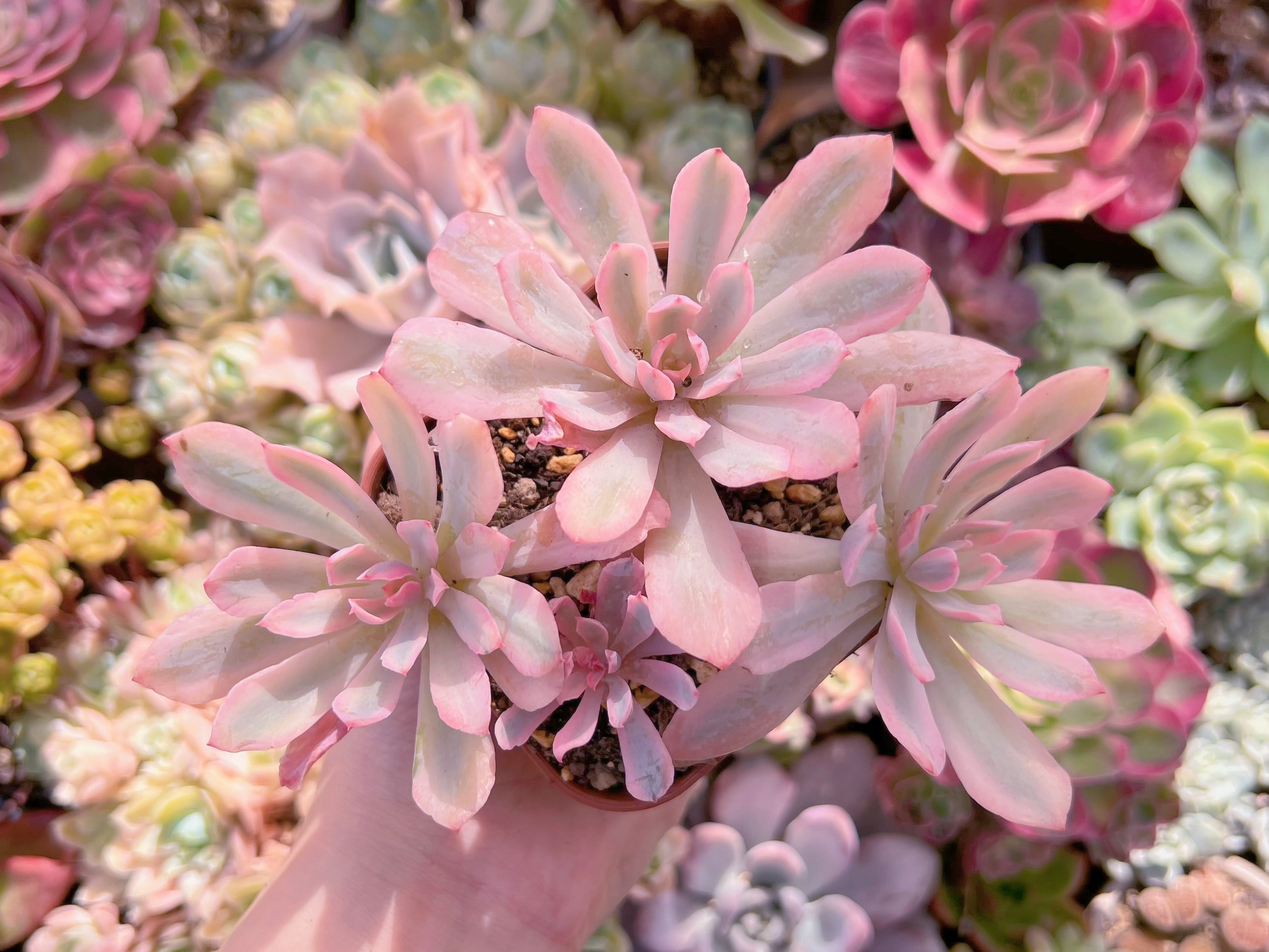 現品　hoveyi錦#731　るる農園