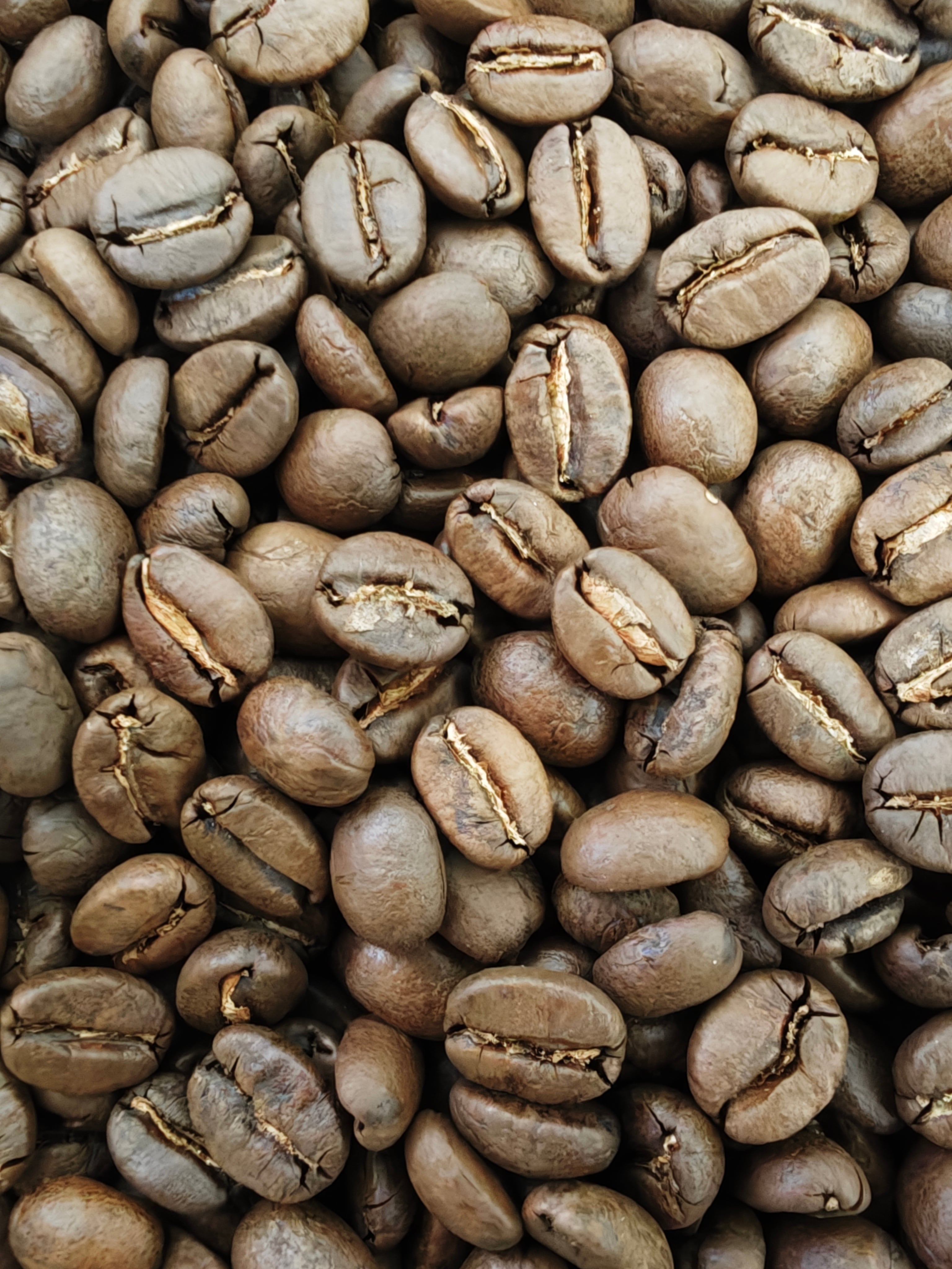 メキシコ クステペック農園 SHG 100g