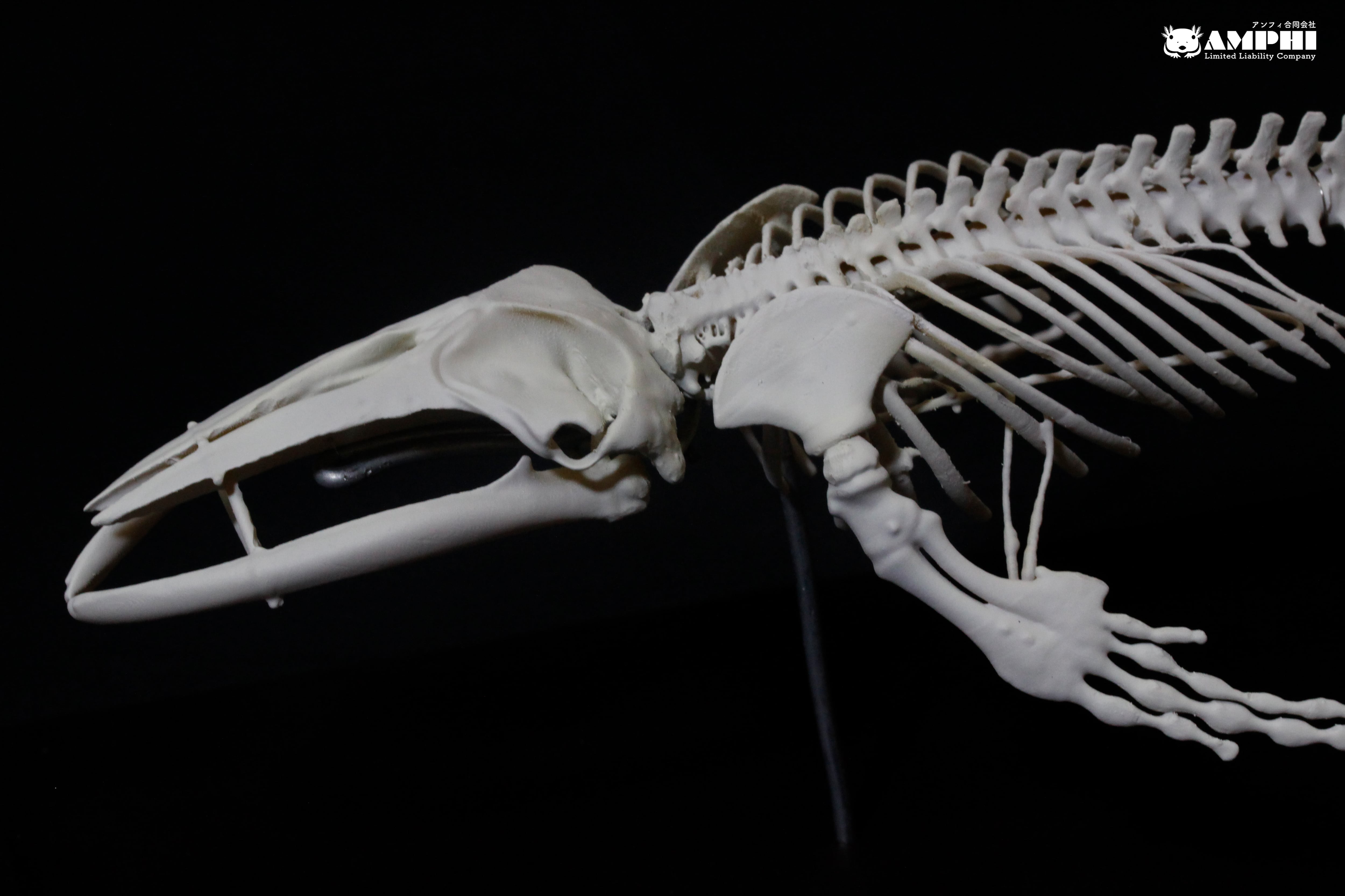 ザトウクジラ 縮小全身骨格レプリカ Humpback whale, miniature ザトウクジラ 縮小全身骨格レプリカ Humpback whale, miniature