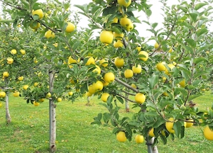 シナノゴールド【約4.5kg】