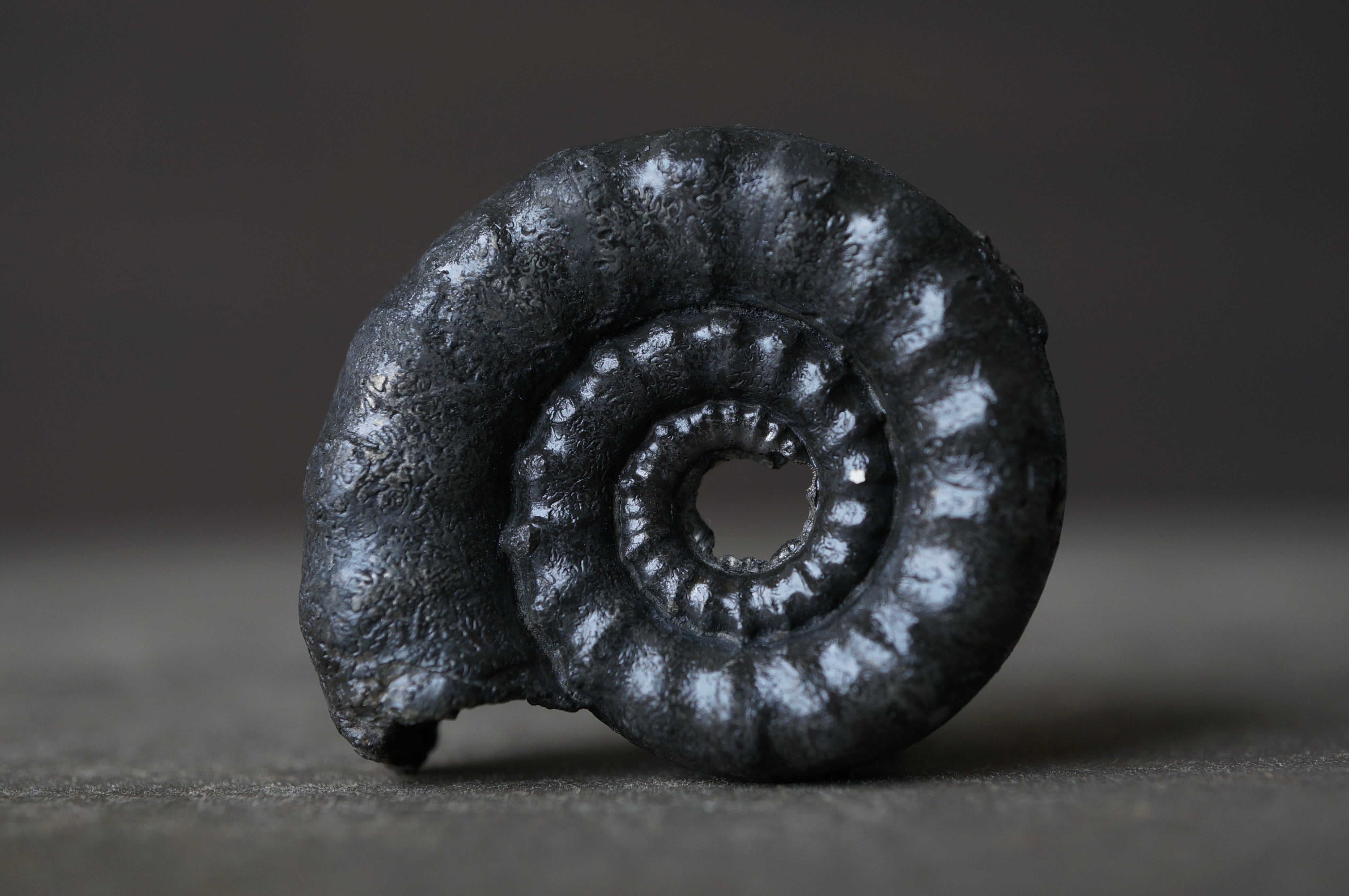 モロッコ産三葉虫化石エンロール(防御姿勢) Trilobite Phacops sp