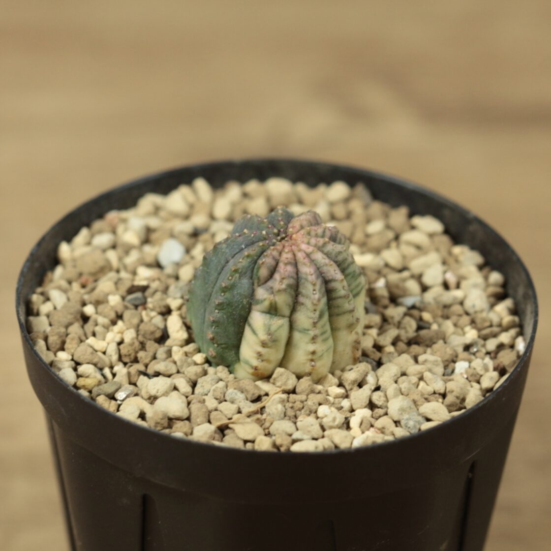 販売済み：オベサ 図鑑】【オベサ錦 】Euphorbia Obesa Variegated(Hyb 