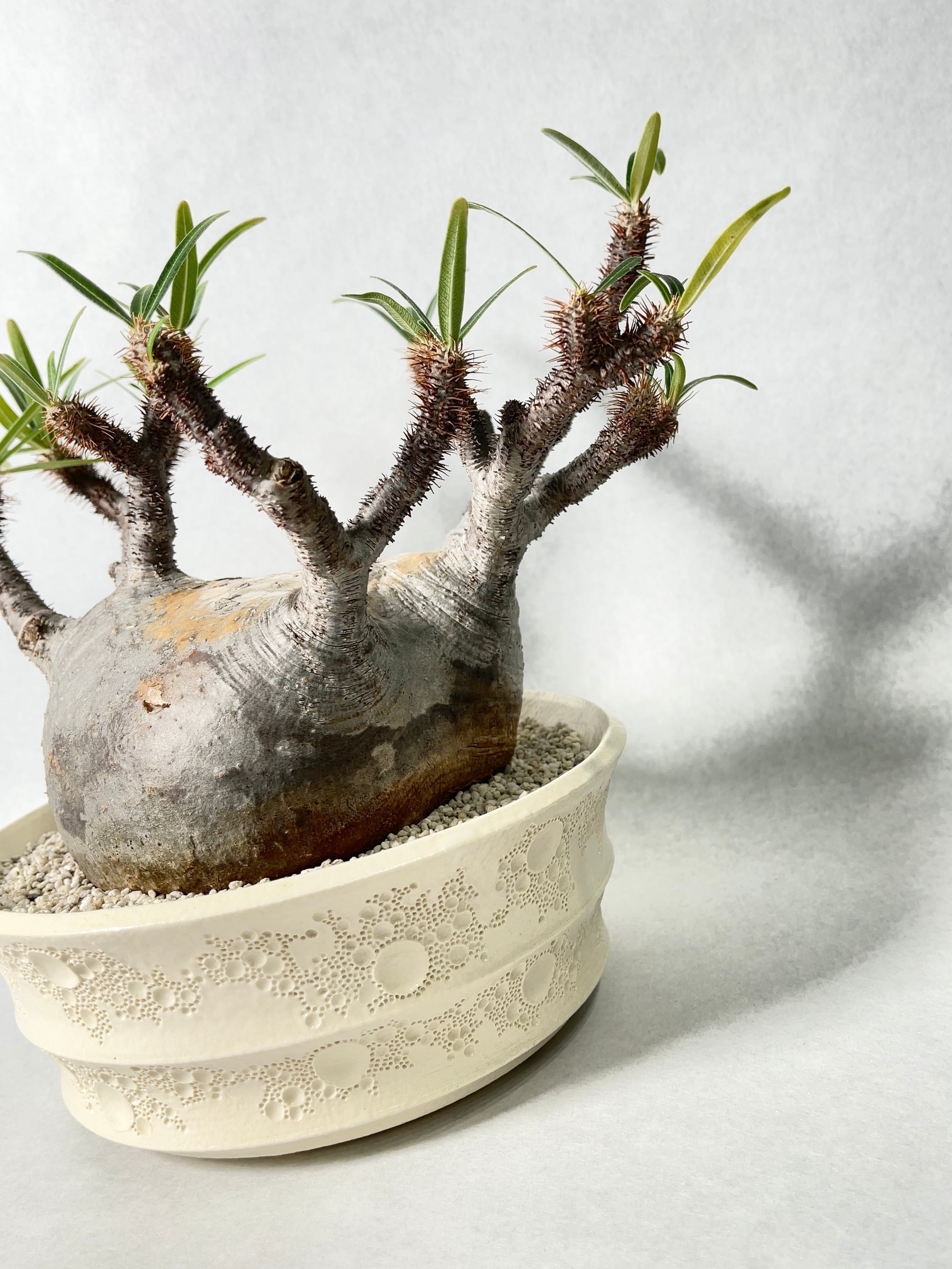 パキポディウム グラキリス(真ん中のみ) パキポディウム グラキリス(真ん中のみ) パキポディウム・グラキリス