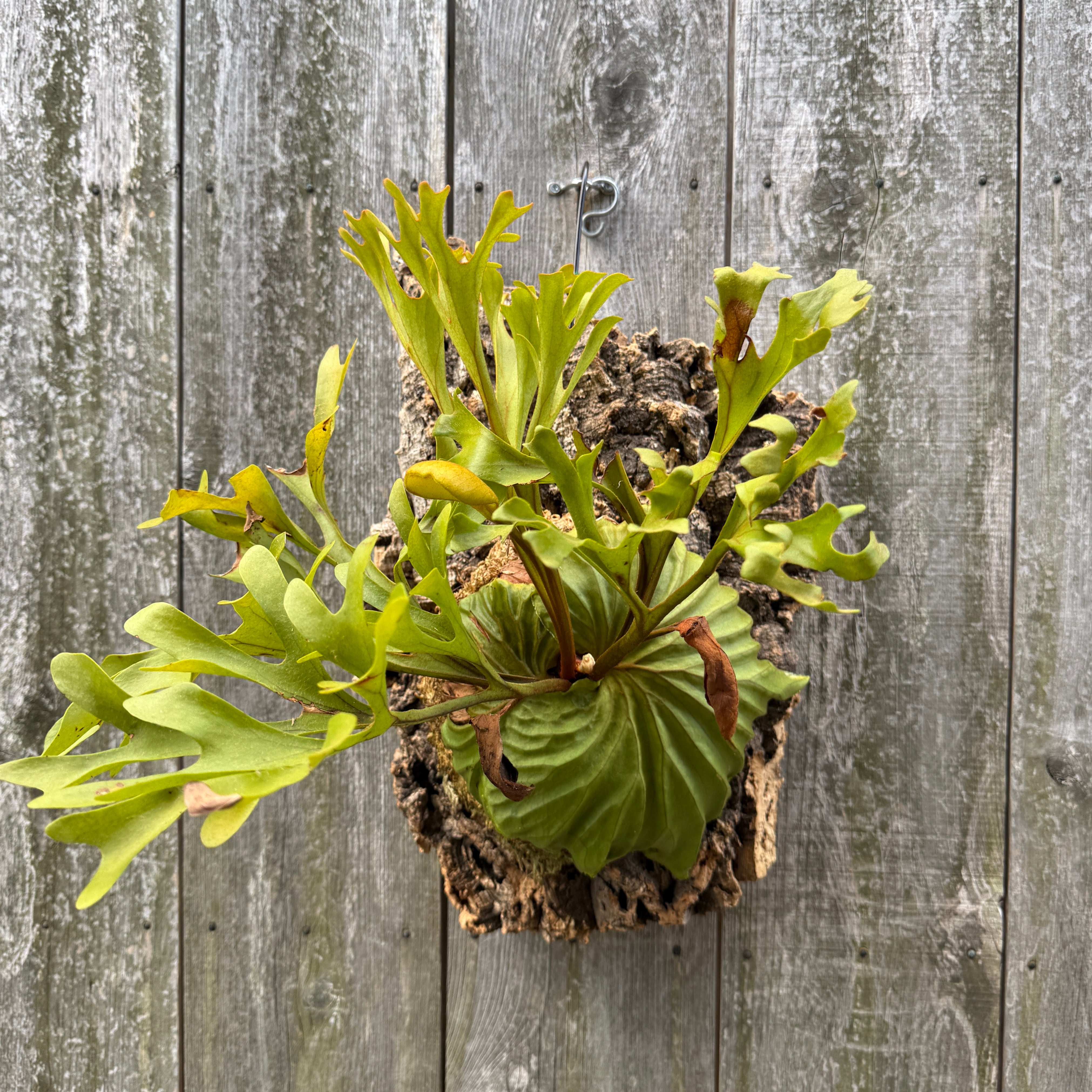P.ridleyi wild | naturefix