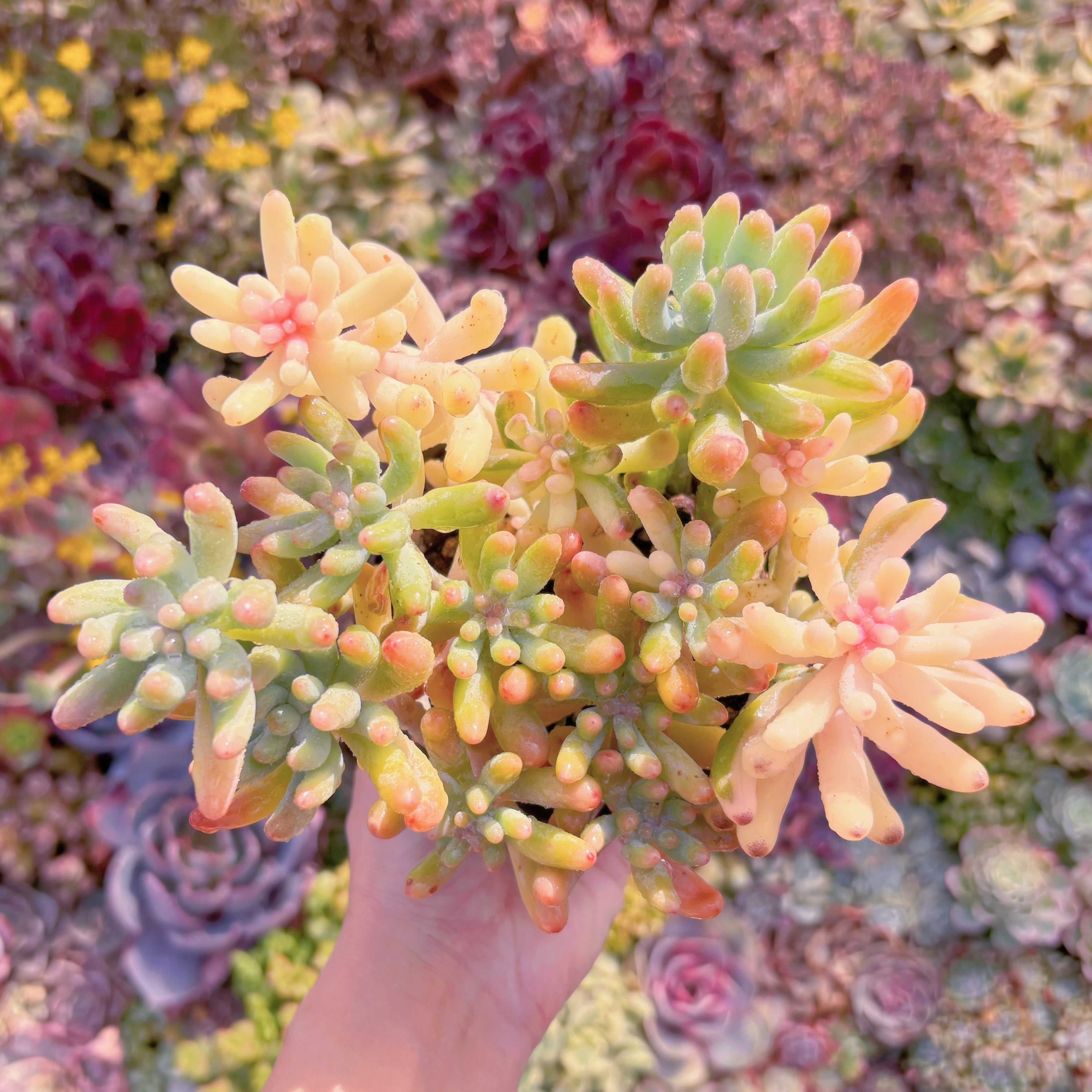 現品　乙女心錦#M141　新入荷　るる農園