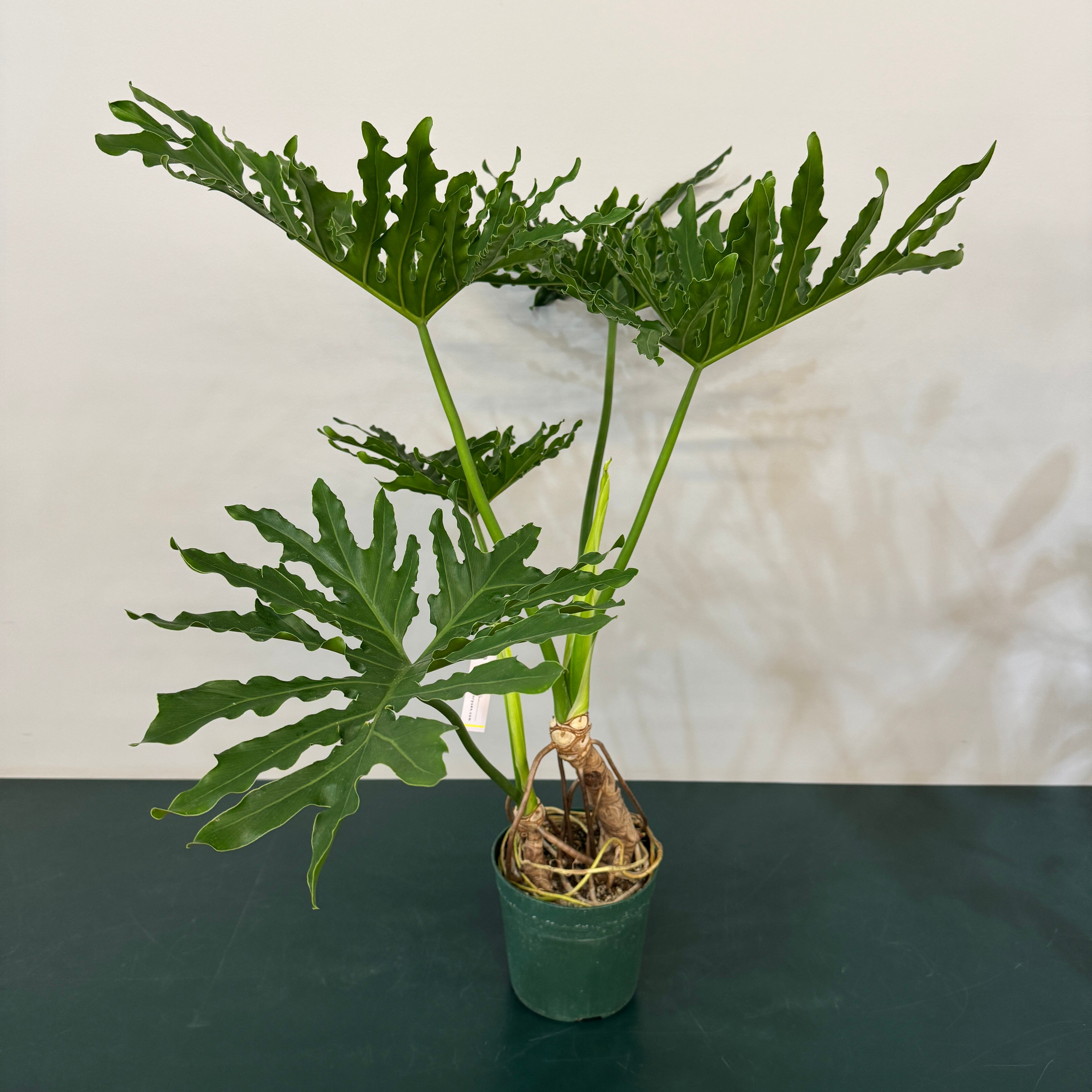 フィロデンドロン セローム【927】 | PROTOLEAF プロトリーフ