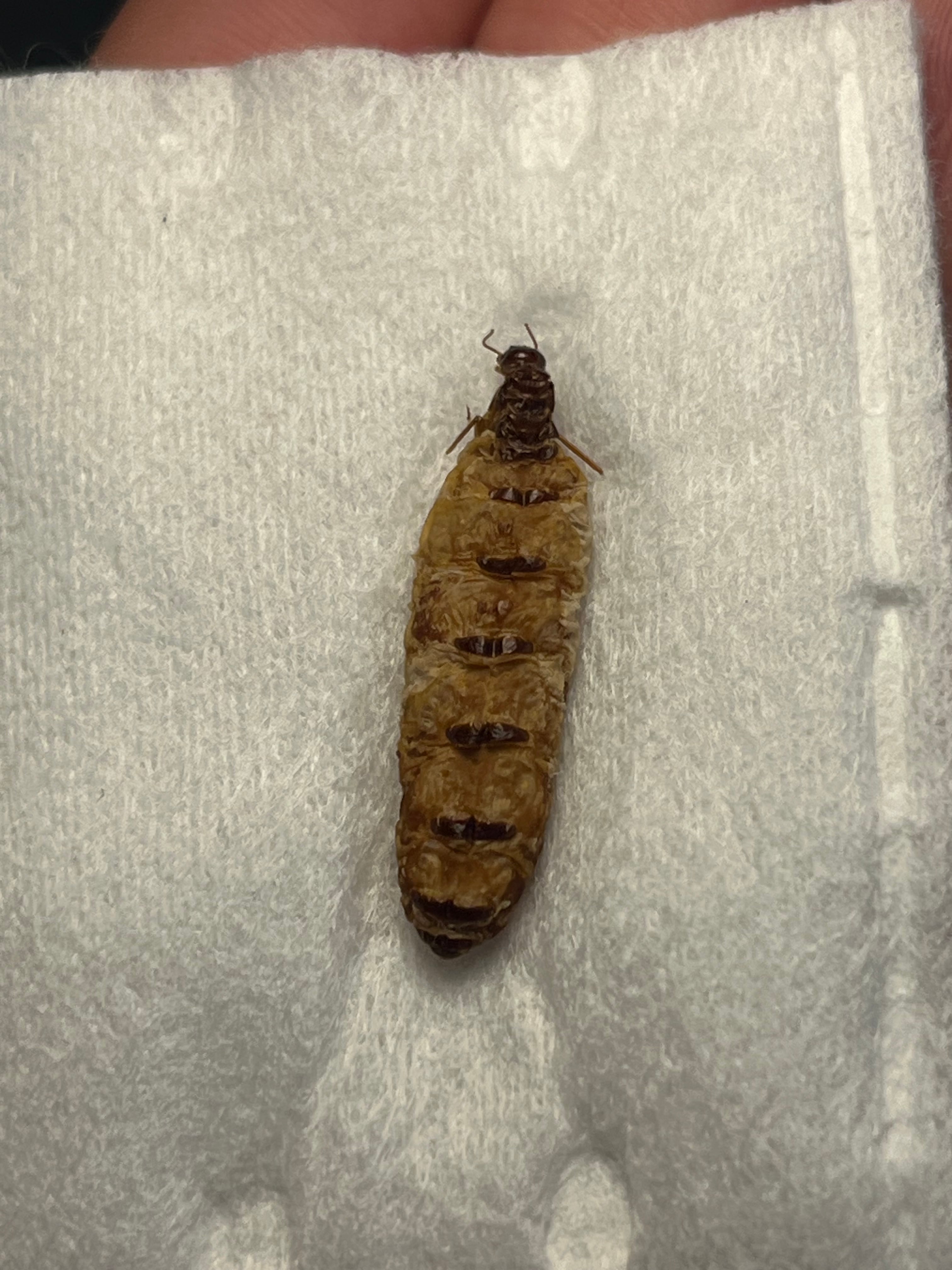 乾燥珍々】シロアリの女王標本 超巨大 液浸標本 昆虫標本 パラポネラ