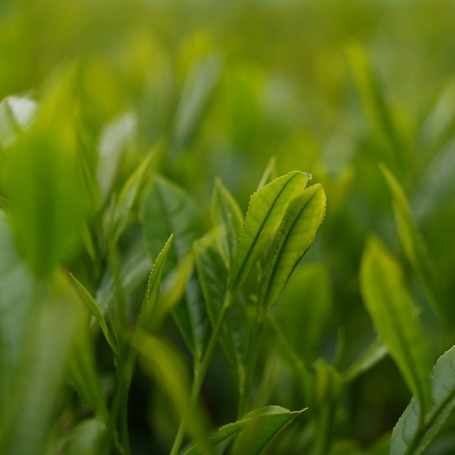 特上深蒸し茶 ｜ 50ｇ入り