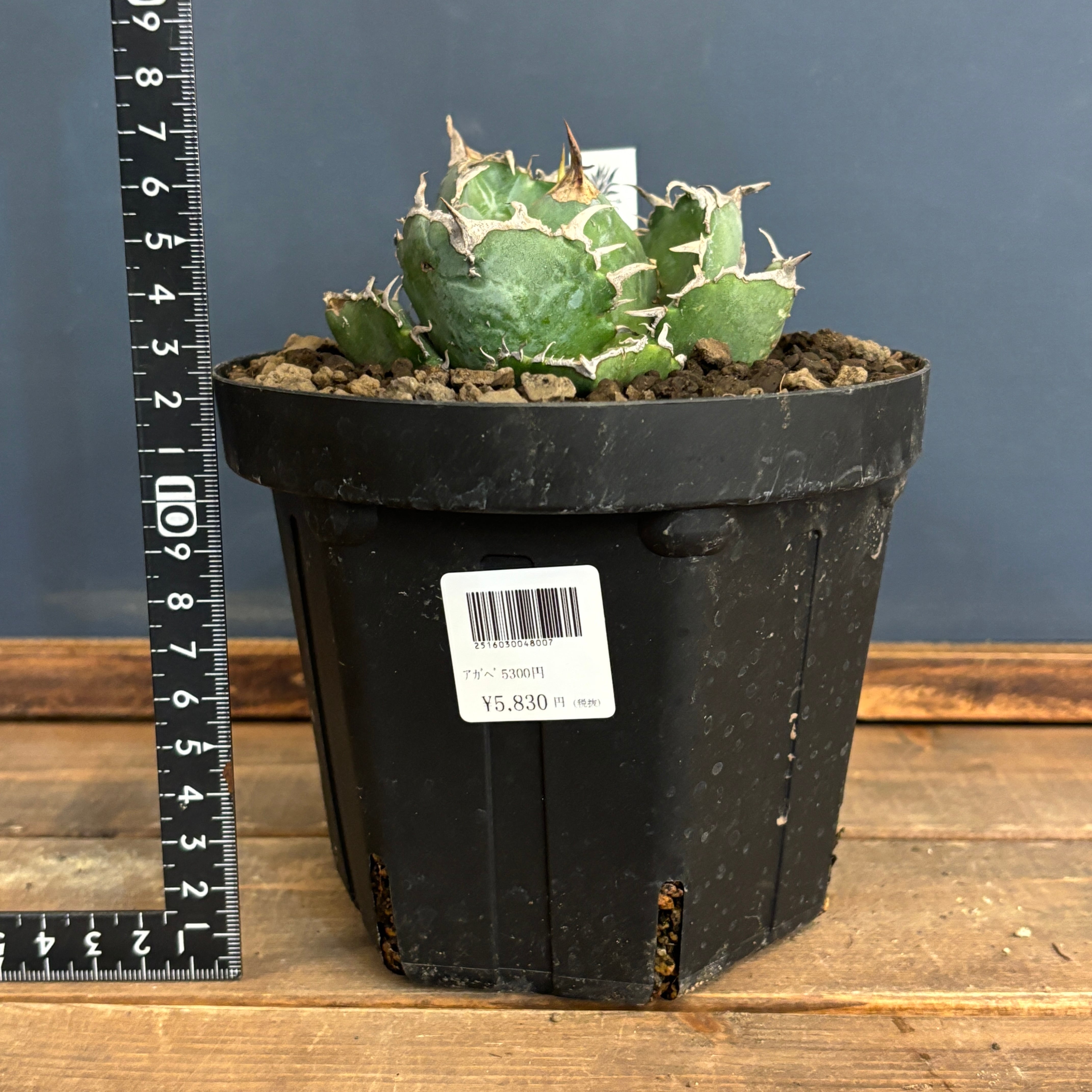 選抜株】アガベ チタノタ 白鯨【567】 | PROTOLEAF プロトリーフ