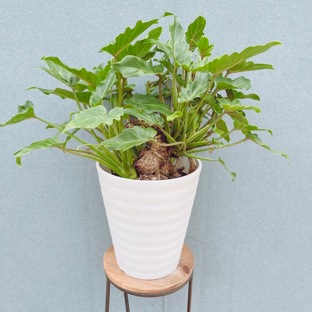 現品］【希少】4番 ユッカ ロストラータ 7号 観葉植物 大型 レア 地