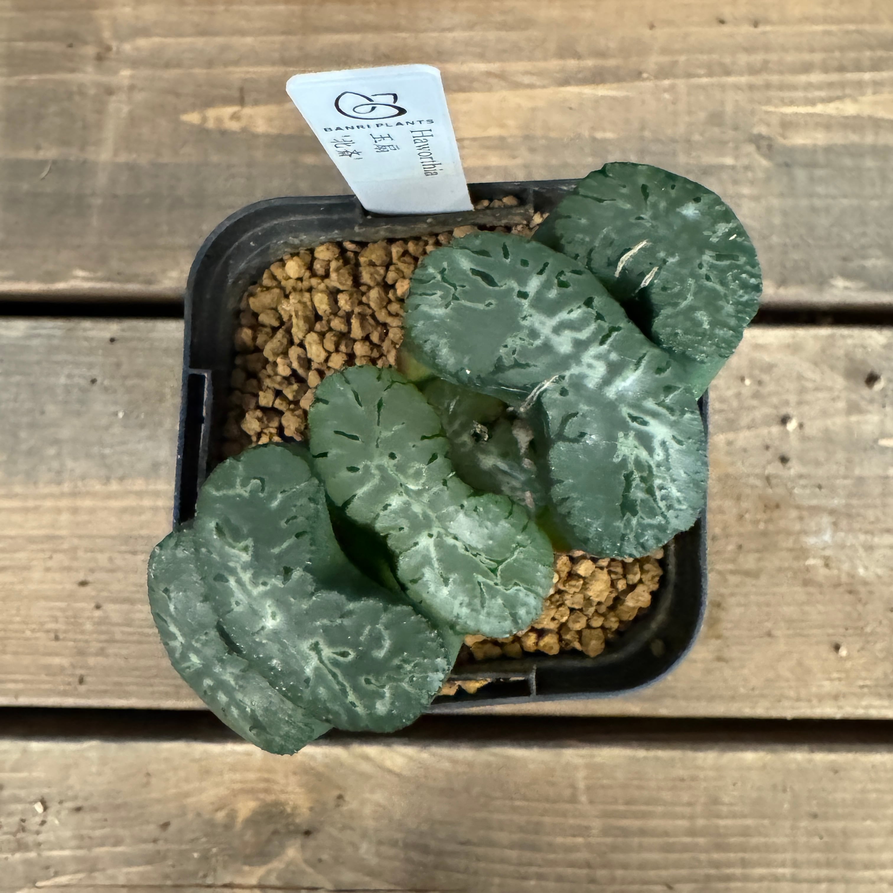 多肉植物 ハオルチア パイプの煙 ハオルチアパイプの煙 | ☆ガマンマの ニク・サボ栽培☆ - 楽天ブログ