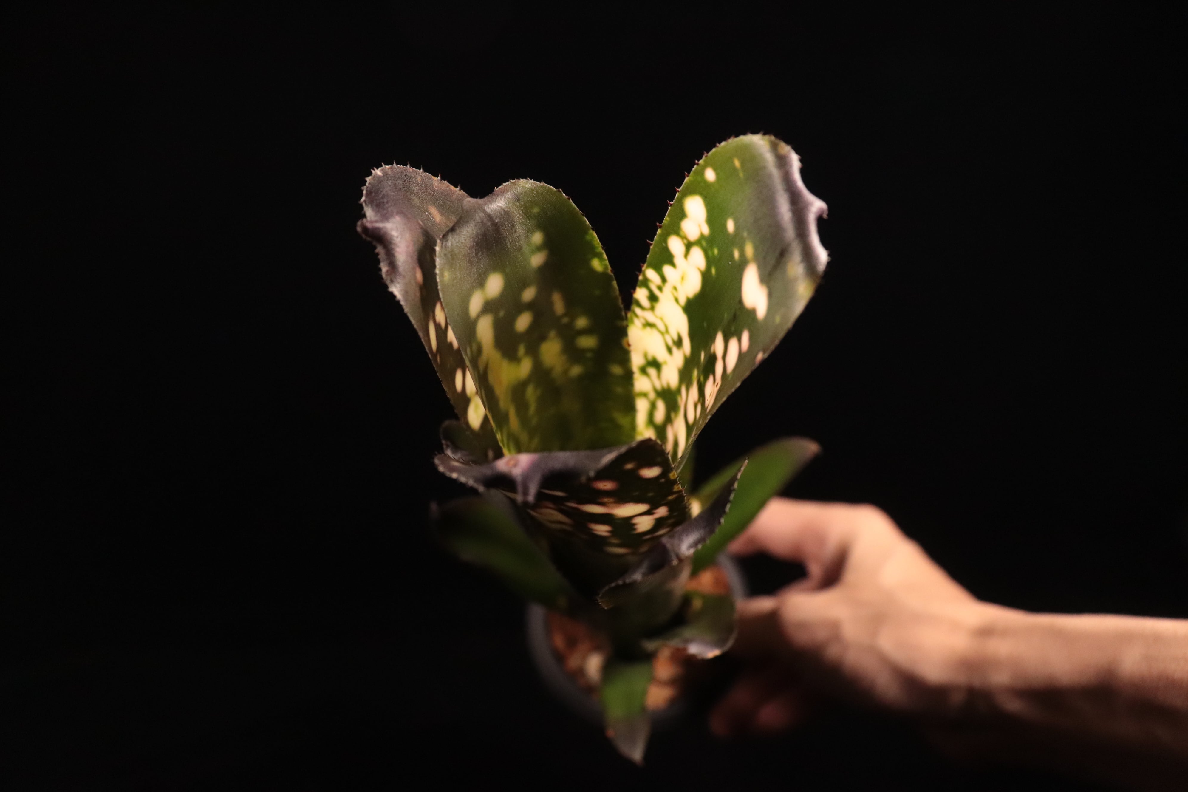 Billbergia 'Kolan Candy Cup'〔ビルベルギア〕B339 | plane plants