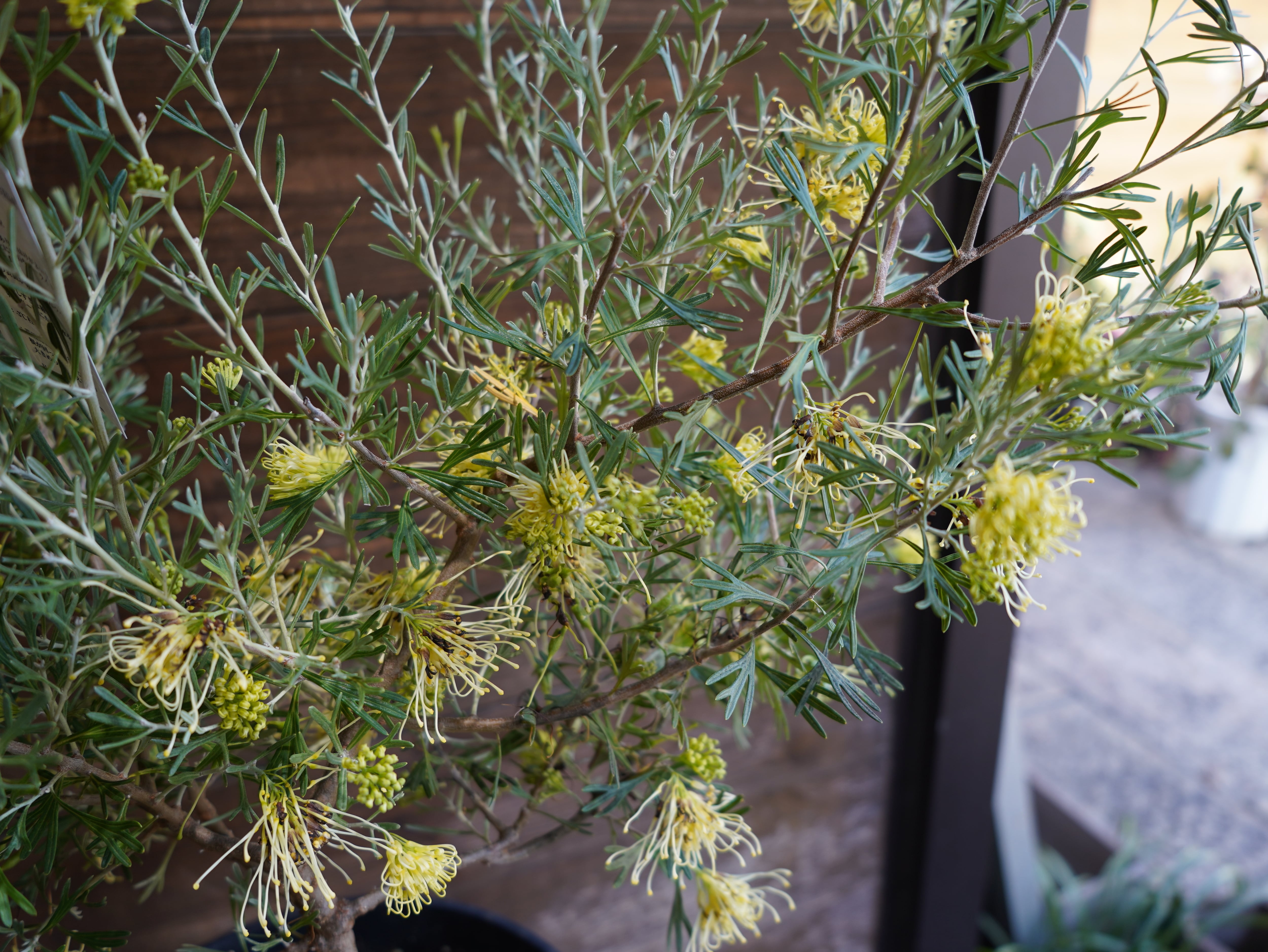 【現物】グレビレア　”レモンスプリーム”