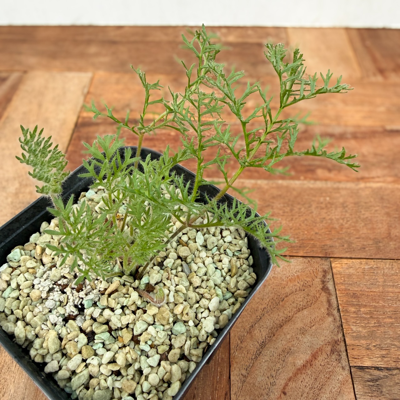 Pelargonium triste【ペラルゴニウム・トリステ・実生】