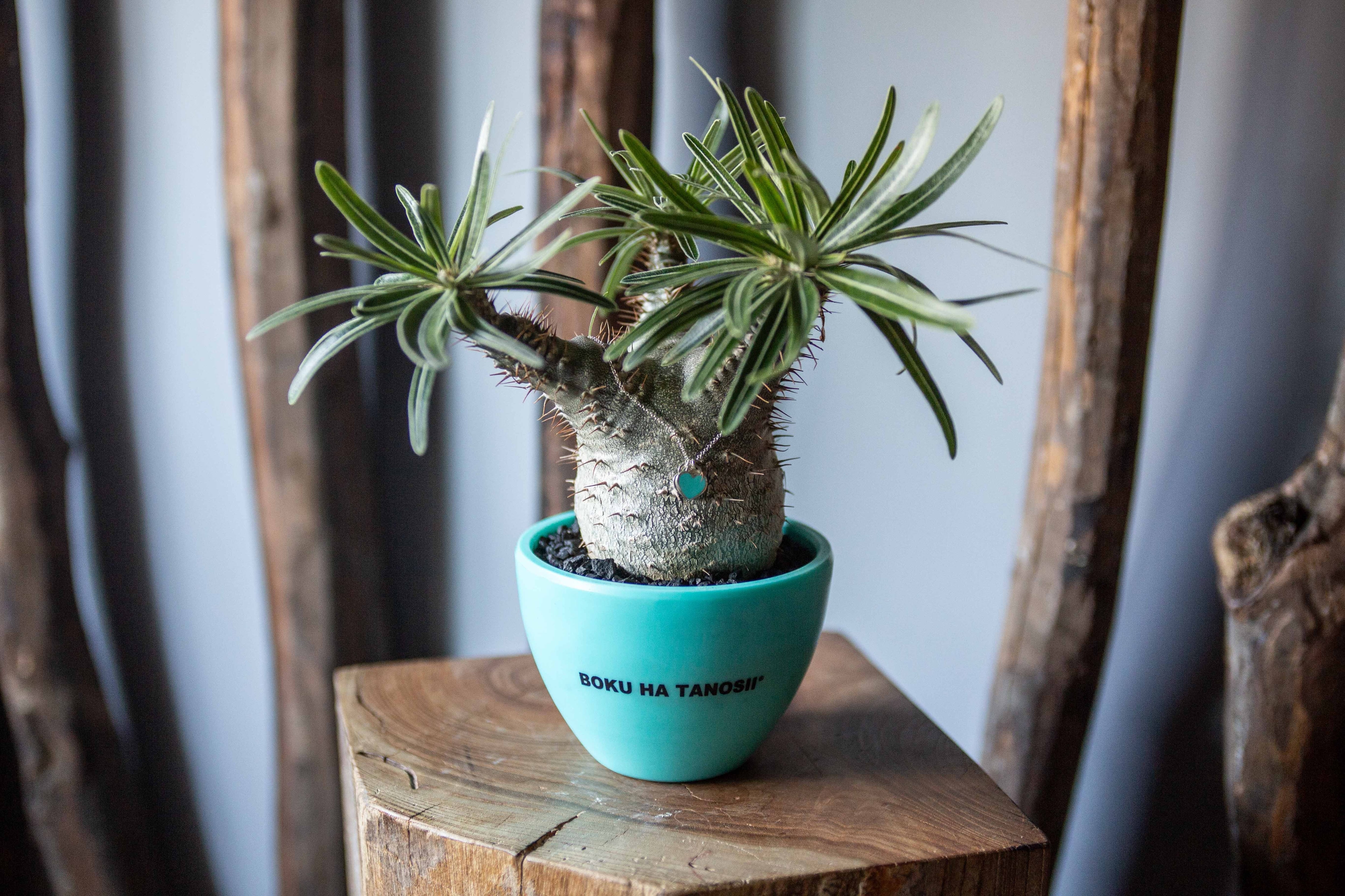 極上品】グラキリス × ボクタノ鉢【BOKU HA TANOSII】Pachypodium