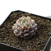 カット苗 モンロースター Echeveria 'Monroe Stars'