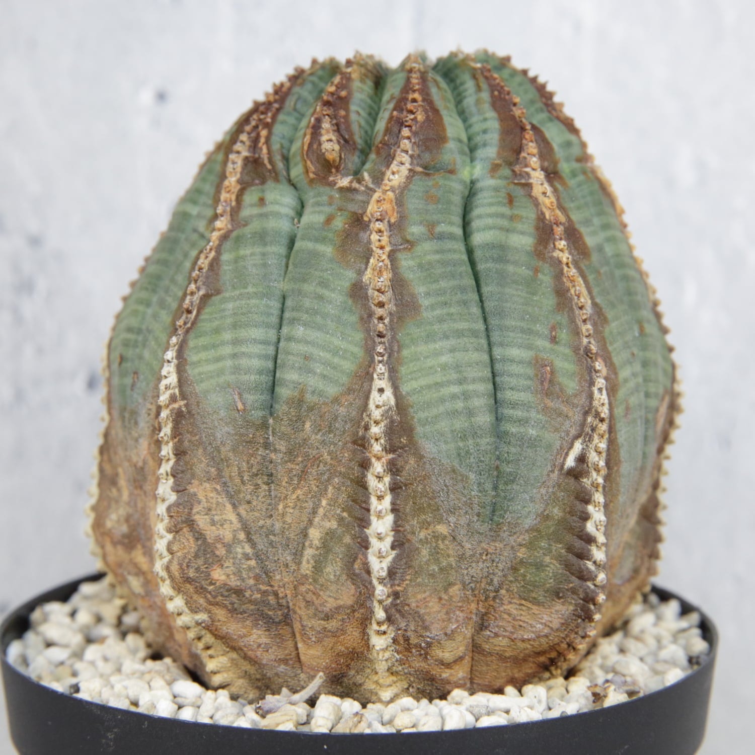 RETAKE 木質化 オベサ / ユーフォルビア | LIGHTHOUSE.PLANTS