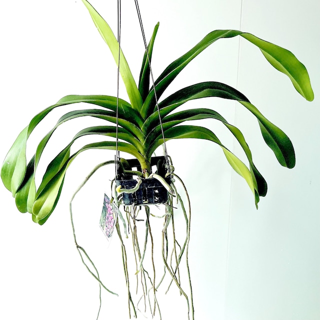 Aerides lawrenciae × Rynchostylis gigantea 洋ラン 観葉植物 calm cafe