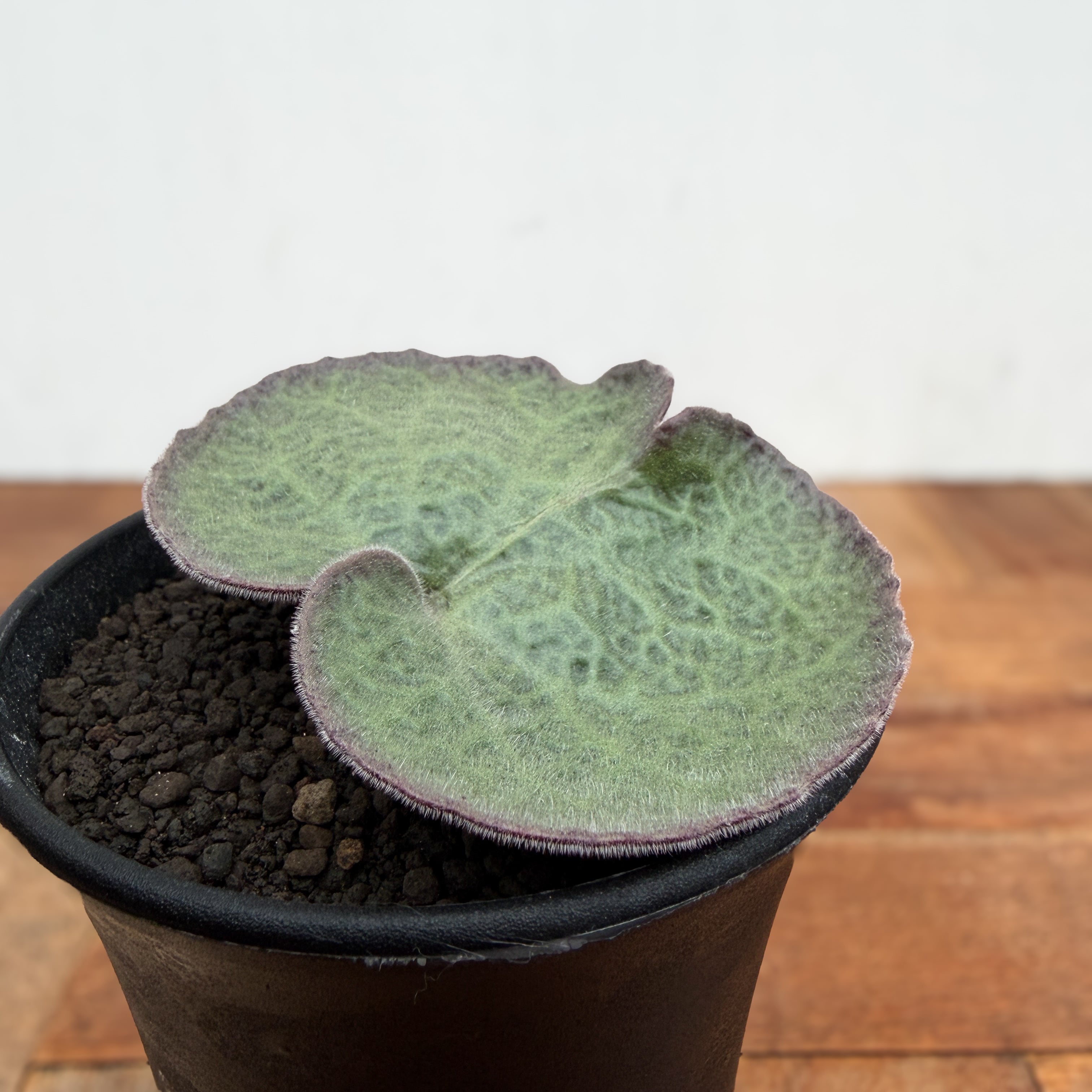 Tyrecodon singularis【チレコドン・シングラリス】 | RIMO'S GREEN