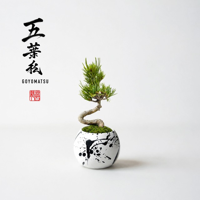 五葉松（ゴヨウマツ）Sサイズ