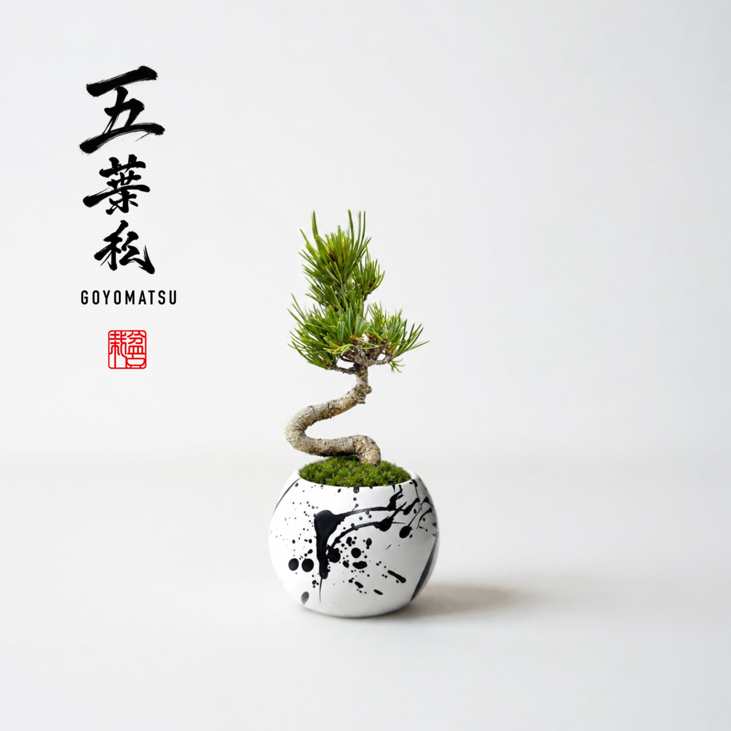 五葉松(ゴヨウマツ)Sサイズ