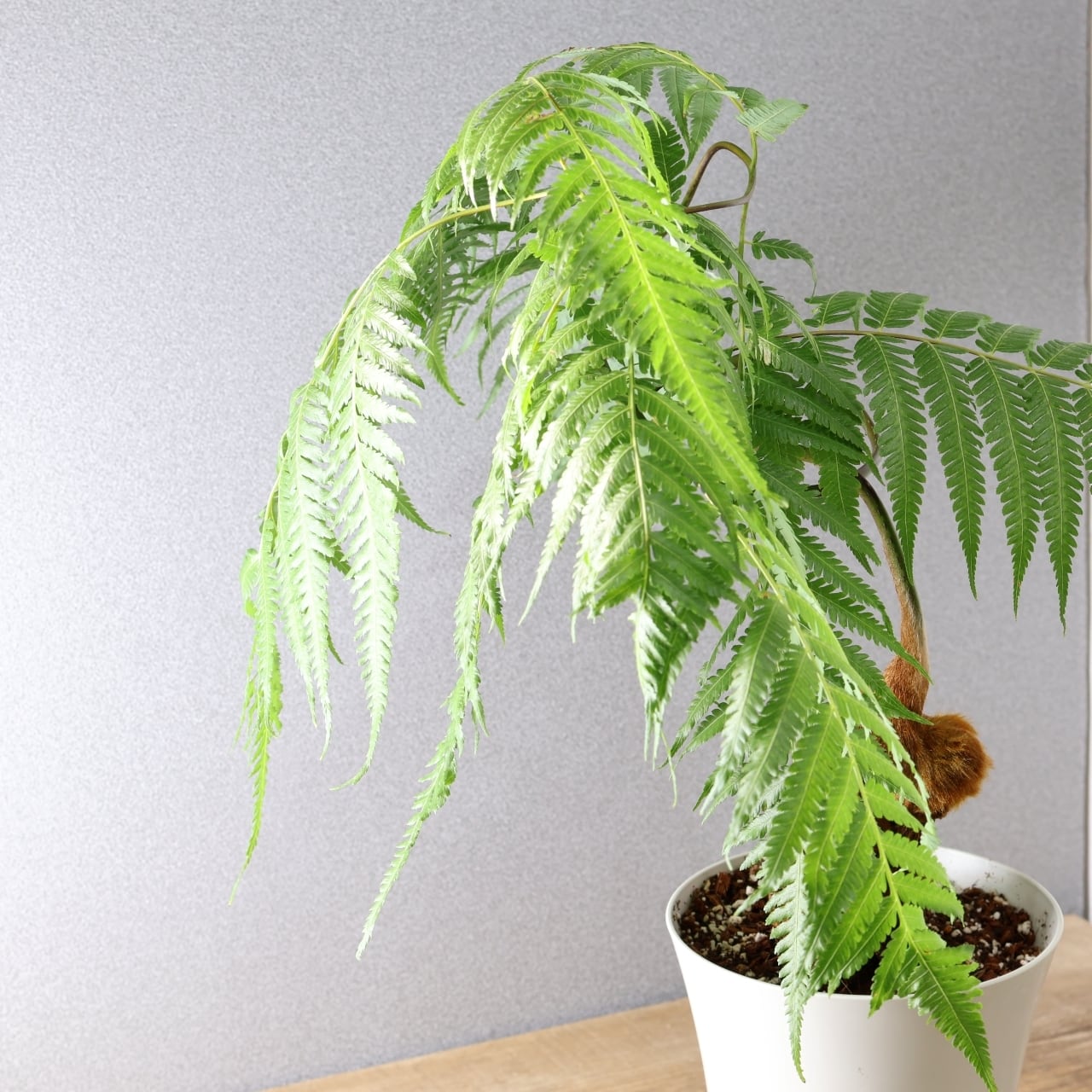 305 くねくねでもじゃもじゃ『キンモウコウ』観葉植物 【送料無料