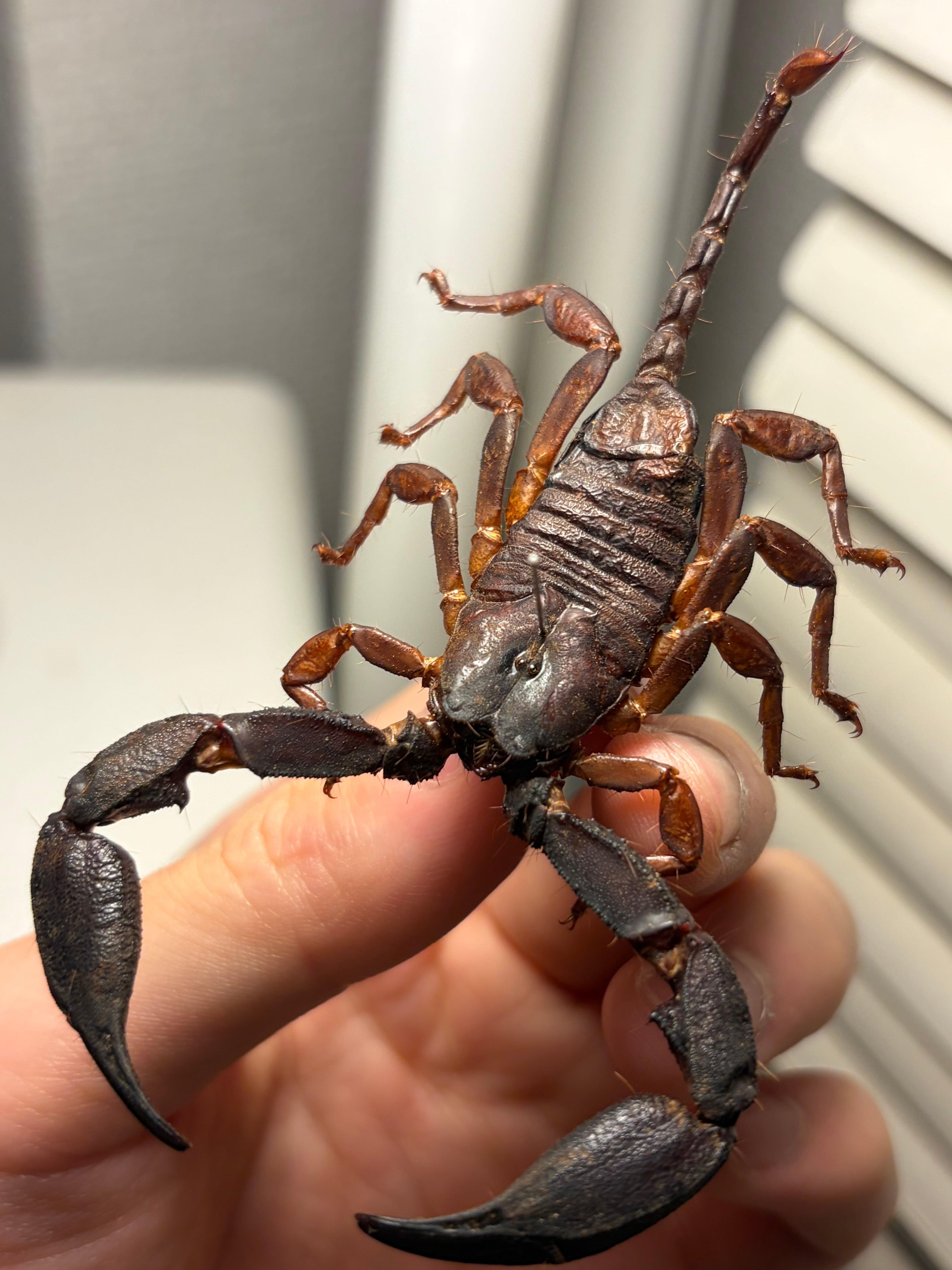 バーグサンドスイマースコーピオン Paruroctonus baergi 全長4cm程 バーグサンドスイマースコーピオン Paruroctonus baergi 全長4cm程