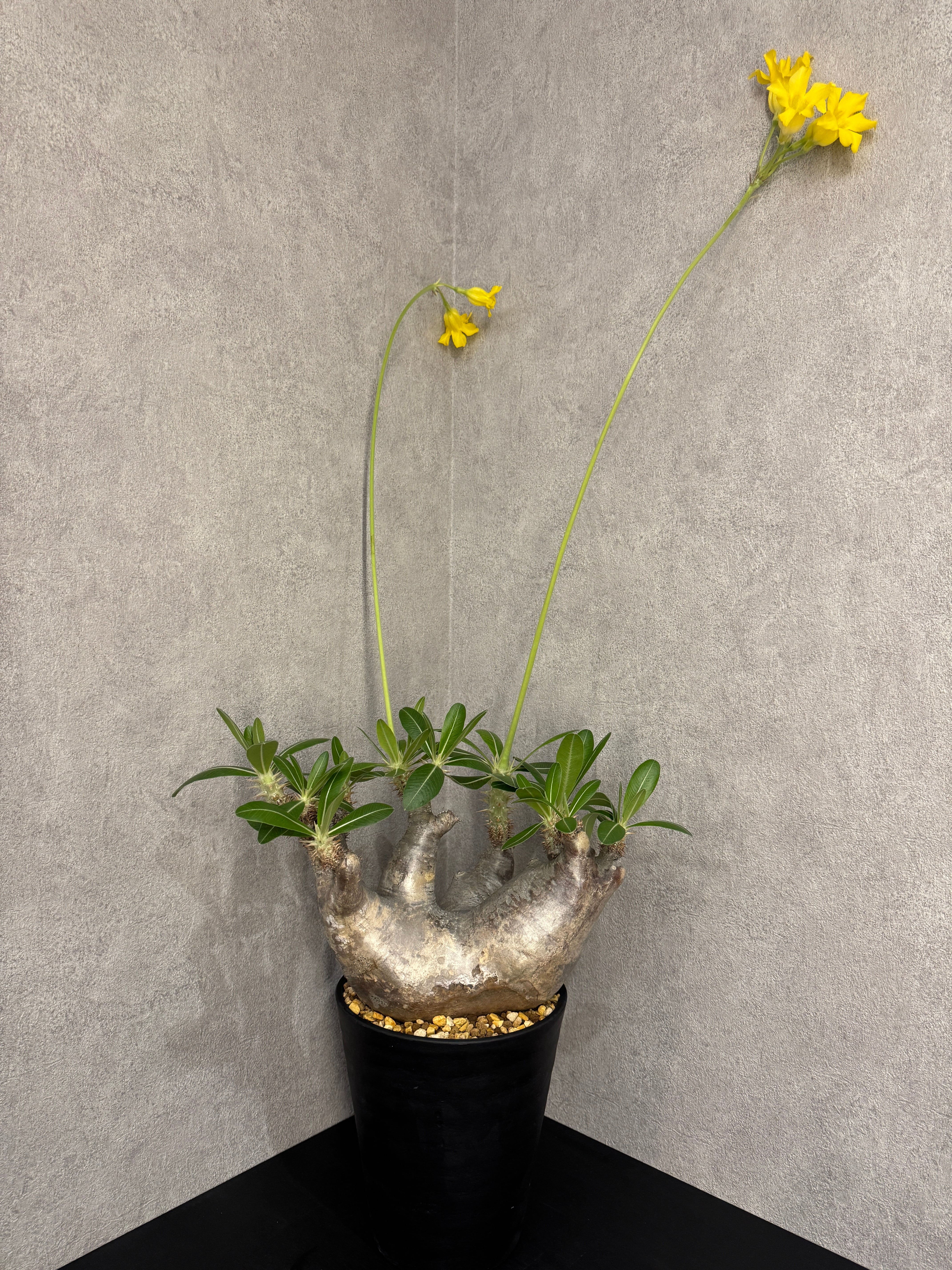 P willinckii cv. White Knight【artPLANTs】ビカクシダ/Platycerium