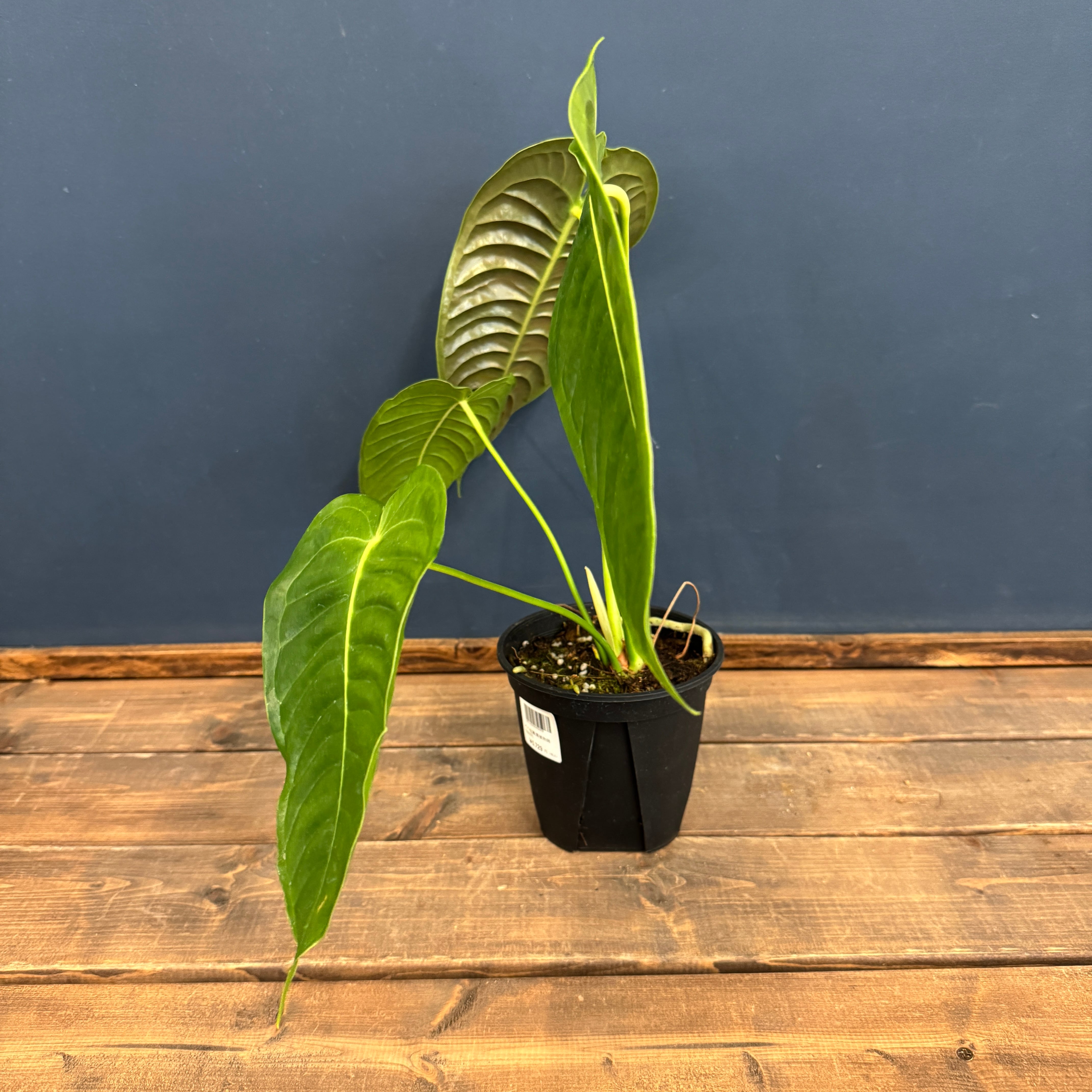 アンスリウム ベイチー【902】 | PROTOLEAF プロトリーフ