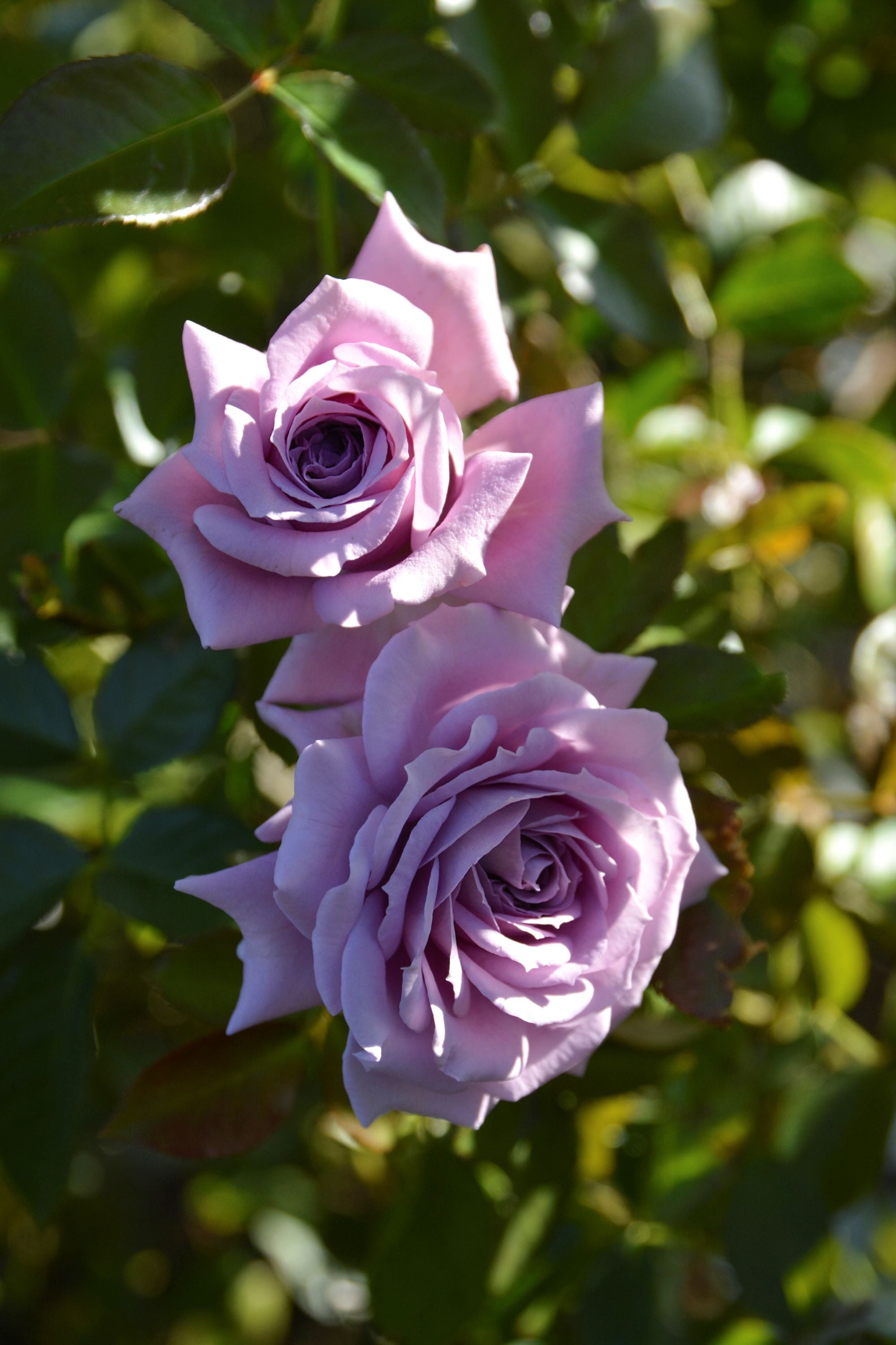 バラ大苗 <ロサ・オリエンティス・プログレッシオ> リリエンタール 7号鉢