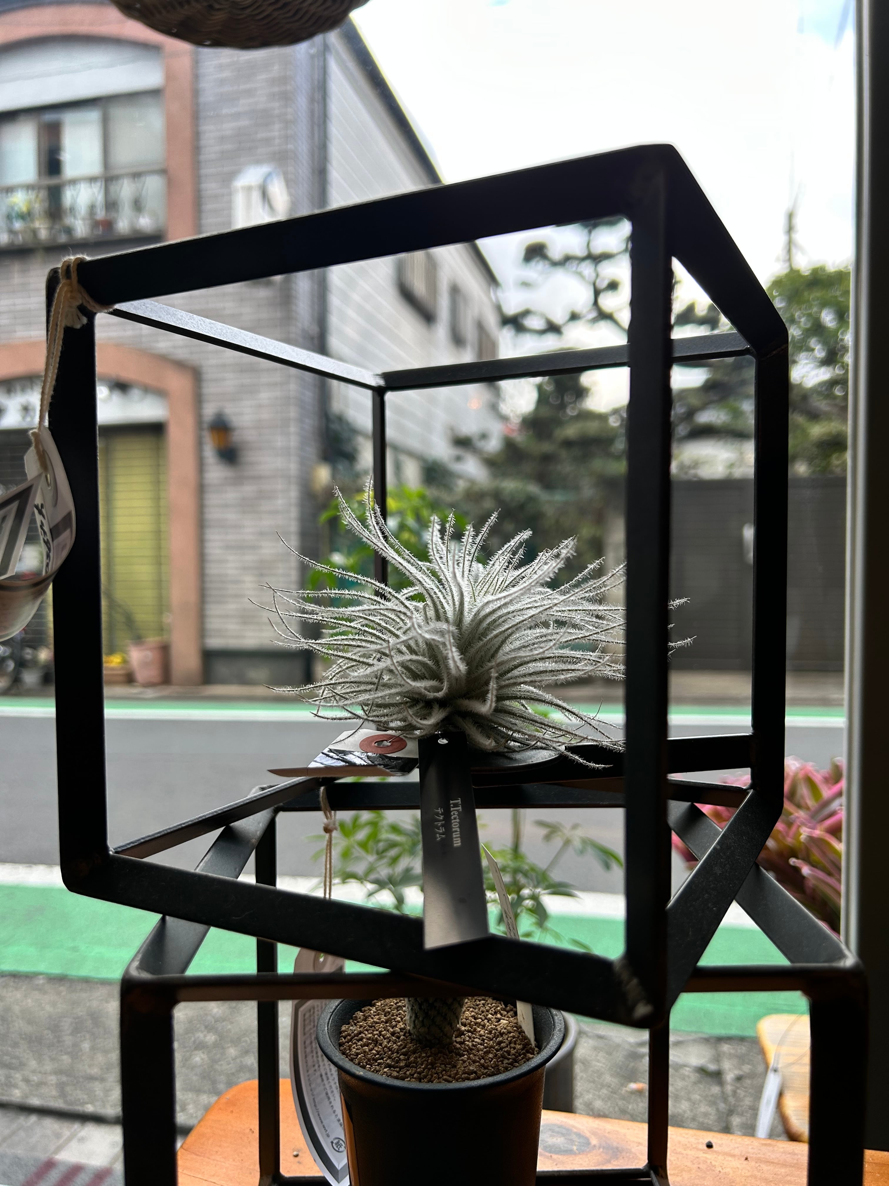 チランジア カーリースリム4号 大 | 植物との暮らし apricot