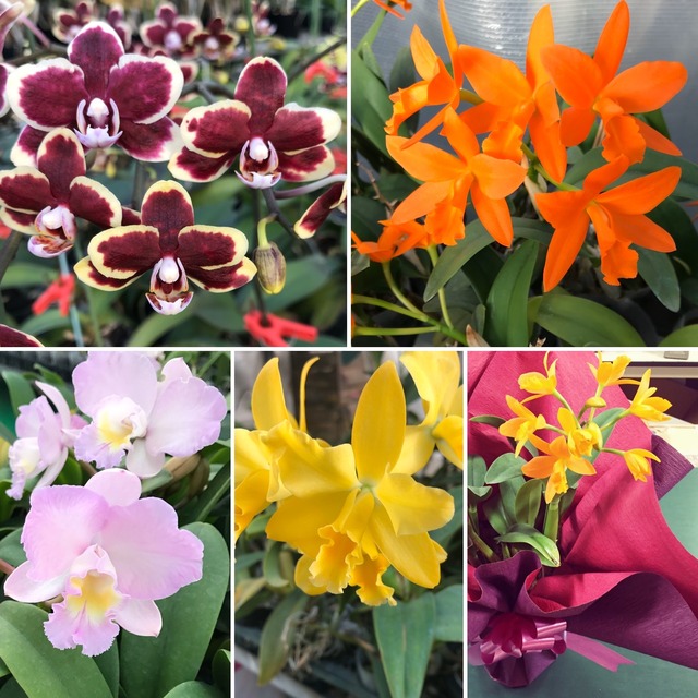 お花好きさんのための切り花セット M カトレアと胡蝶蘭の彩りセット たがみオーキッド カトレア 胡蝶蘭 産地直送 フラワーギフト ネット通販 お花好きさんのための切り花セット M カトレアと胡蝶蘭の彩りセット たがみオーキッド カトレア 胡蝶蘭 産地直送 フラワーギフト ネット通販