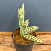 サンスベリア(サンセベリア)　アイスマン【907】