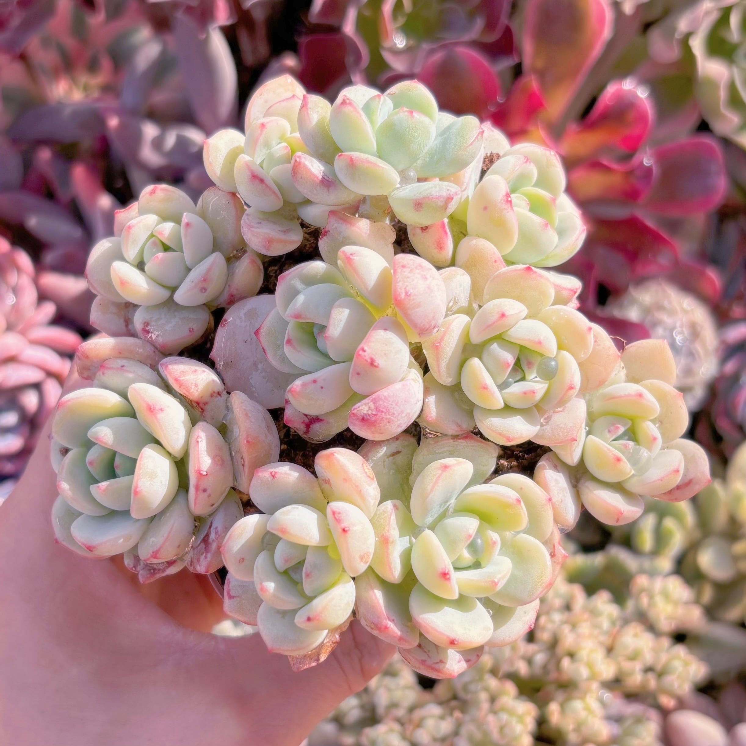 現品　バニラビス#042　るる農園