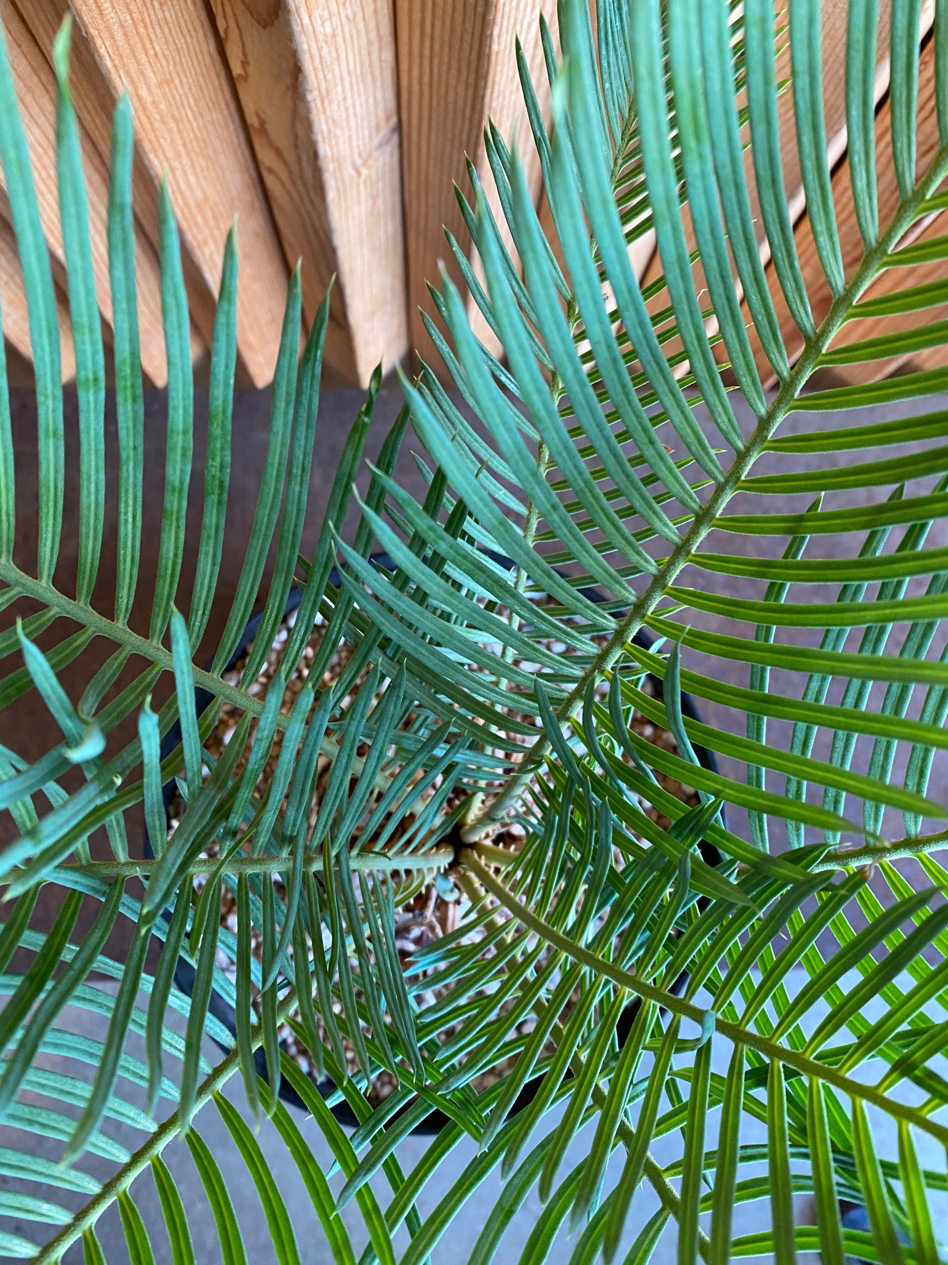 ［現品］【希少】4番　サイカス　クリビコーラ　ルテア　実生　蘇轍　観葉植物　レア 現品］【希少】4番 サイカス クリビコーラ ルテア 実生 蘇轍 観葉植物