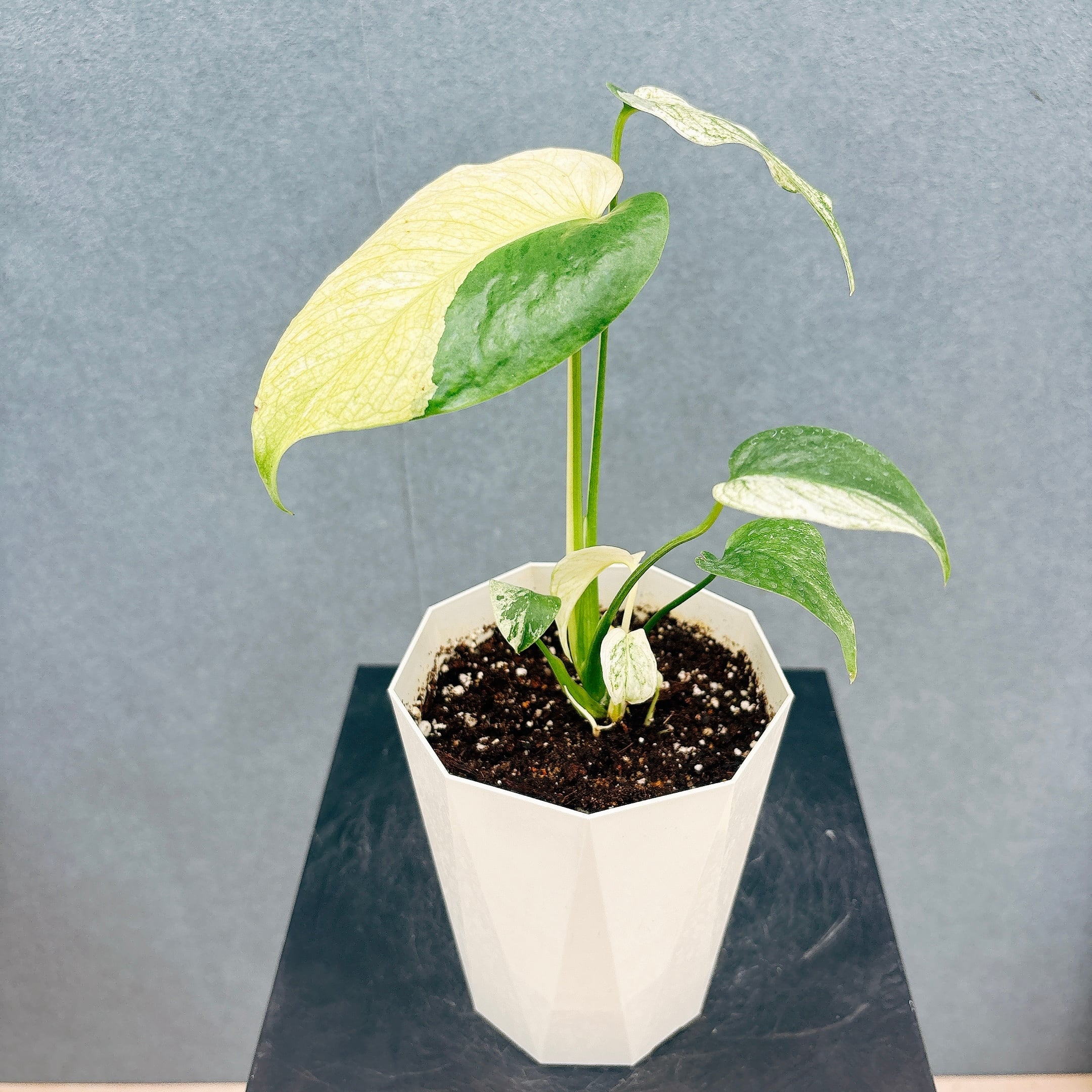 現品］☆人気☆ 31番 フィカス ベンガレンシス 曲がり 8号 観葉植物