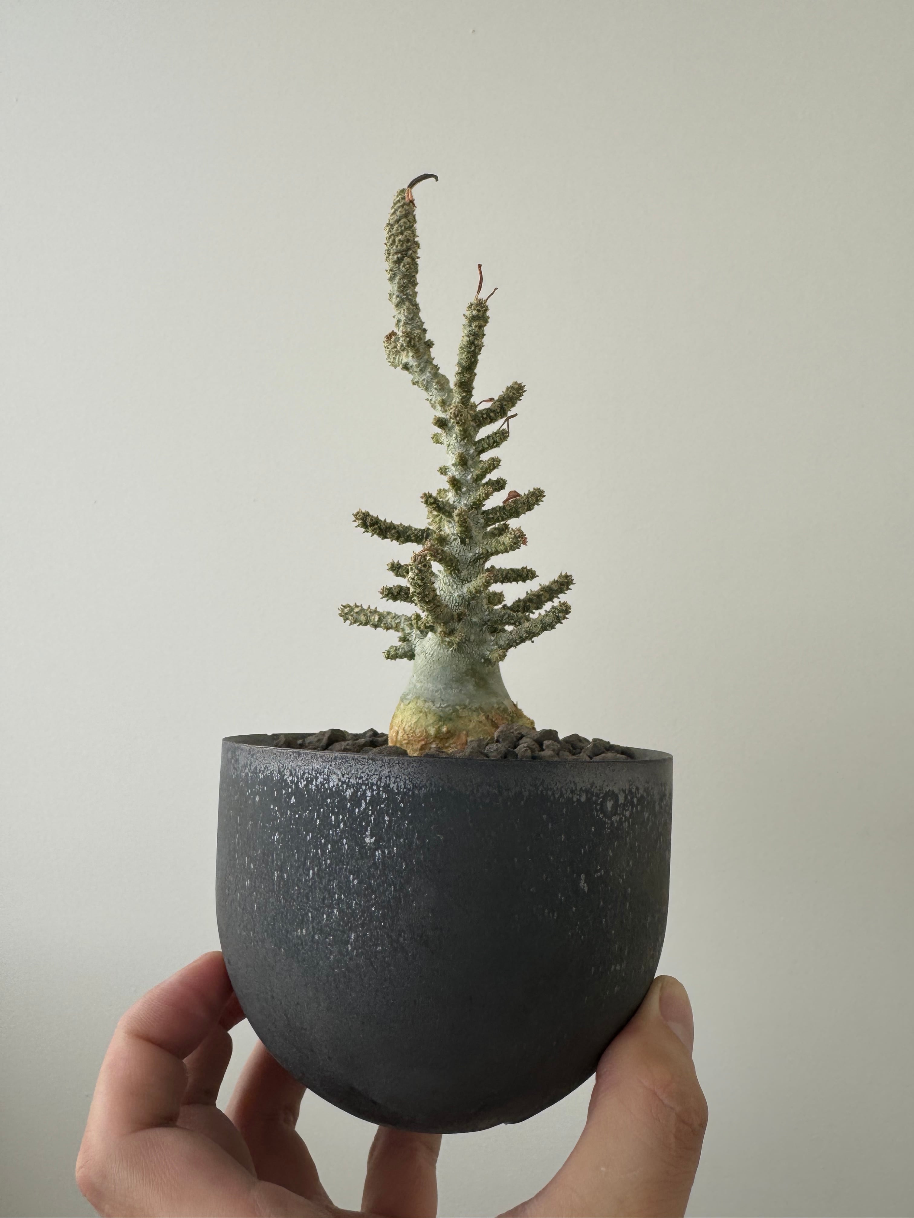 極上品】Dorstenia gigas f. bullata × VALIEM 青坊主別注