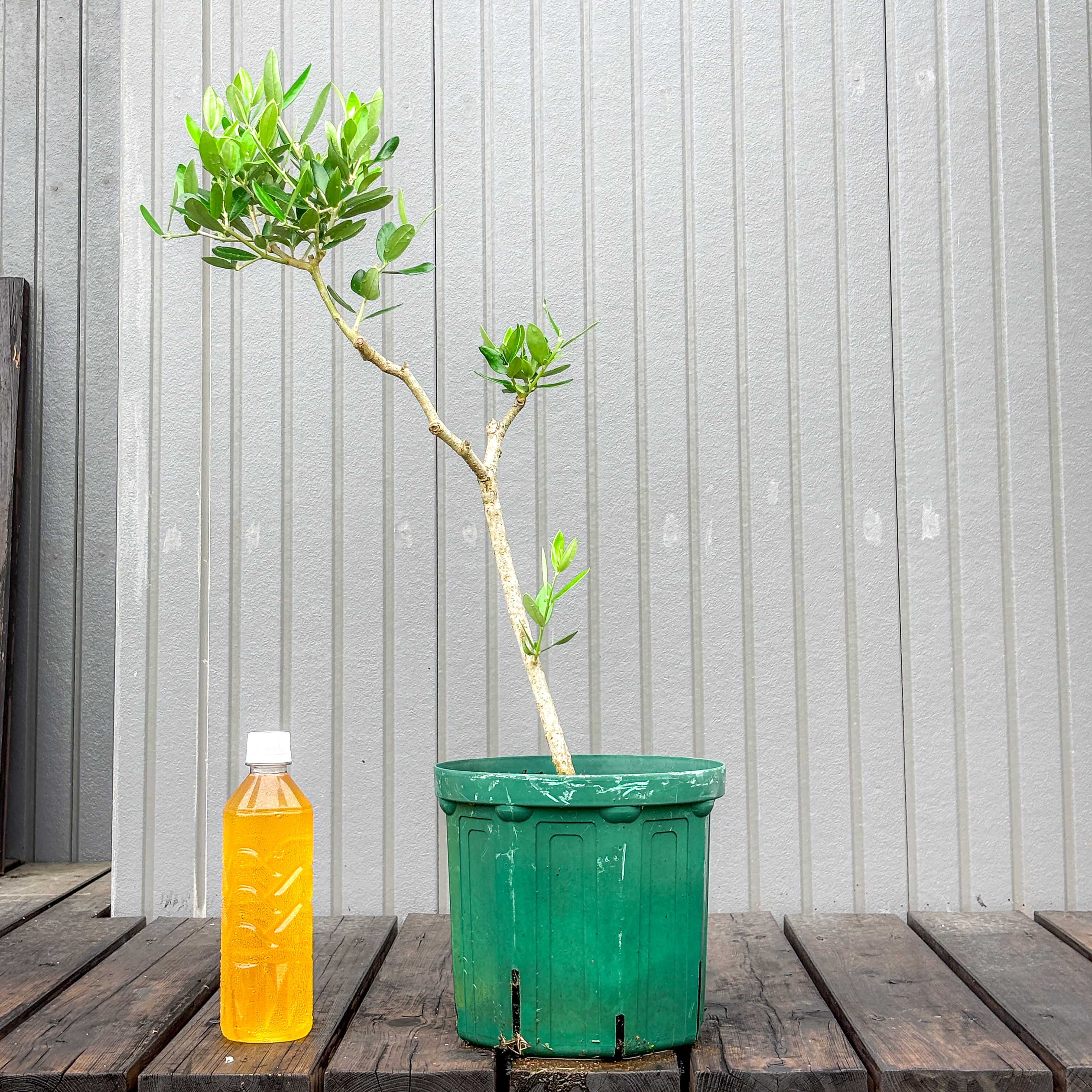 オリーブ 鉢植え 送料無料 J5｜育てやすい シンボルツリー・盆栽にも