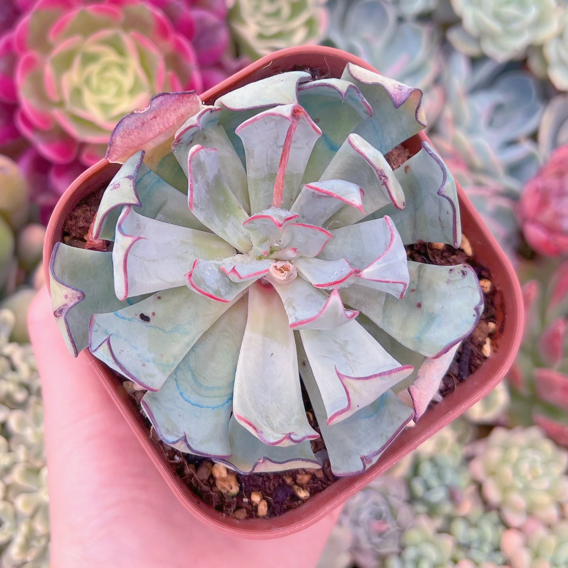 現品　ストリクチフローラ#246　大苗　るる農園