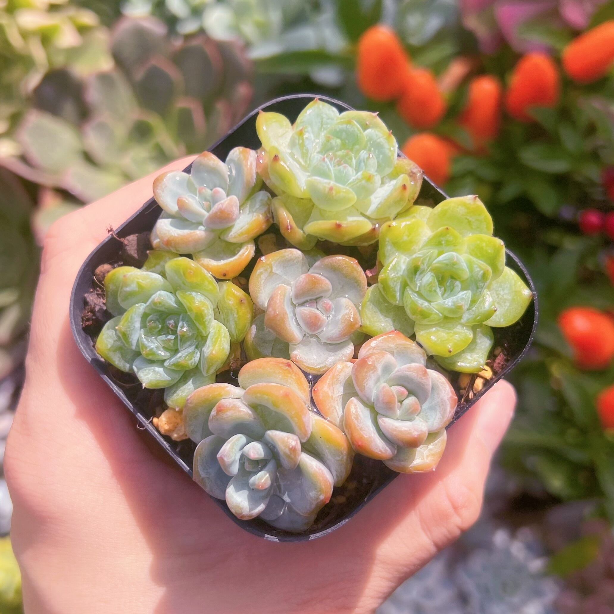 現物　星星#613  るる農園