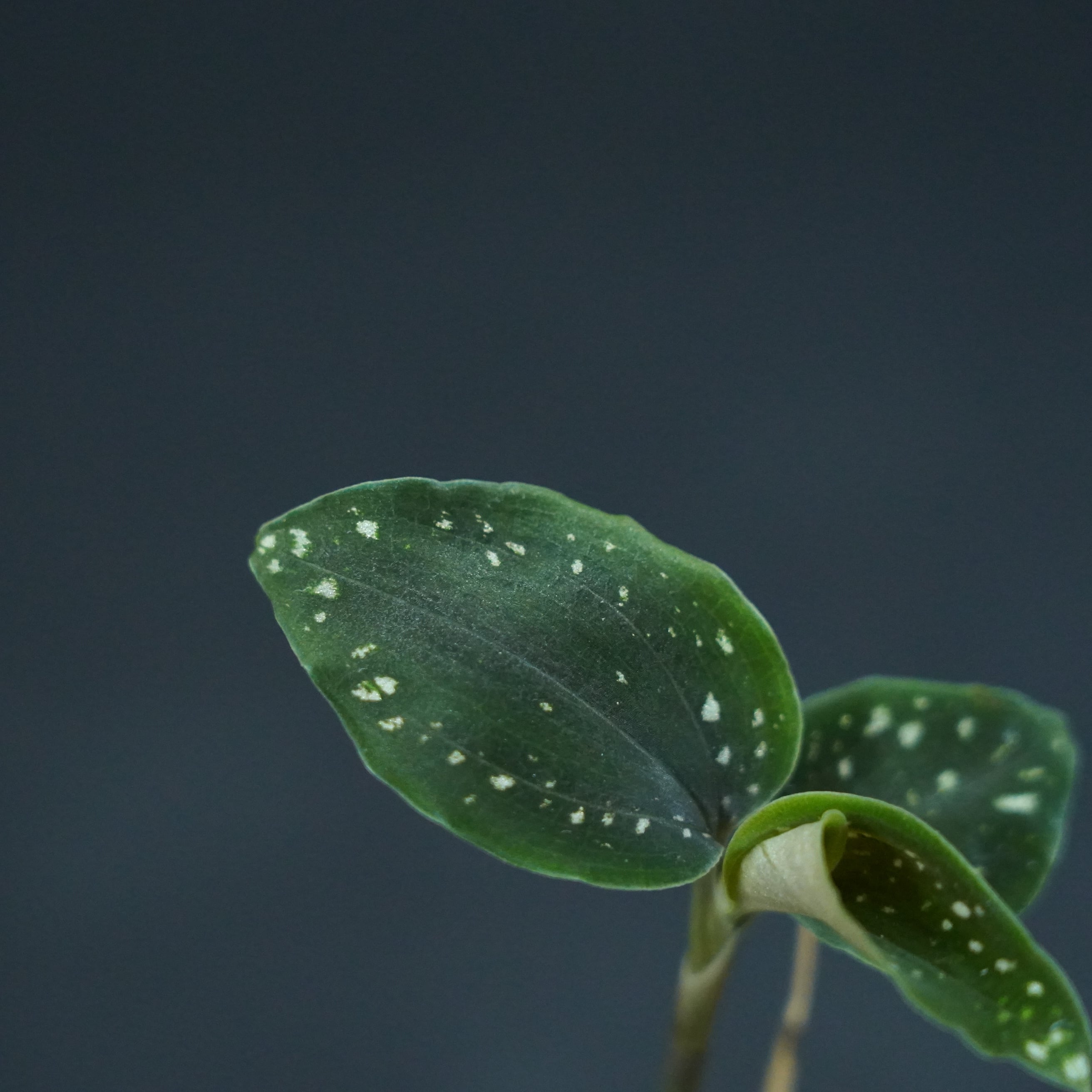 ◇現品◇ミクロキルス トリダックス（緑）【ジュエルオーキッド宝石蘭