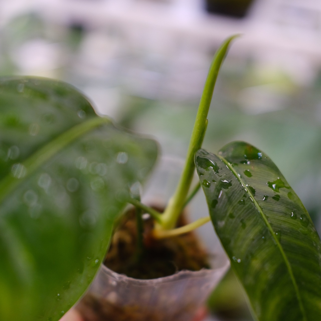 フィロデンドロン パトリシアエ / Philodendron patriciae② / 観葉植物