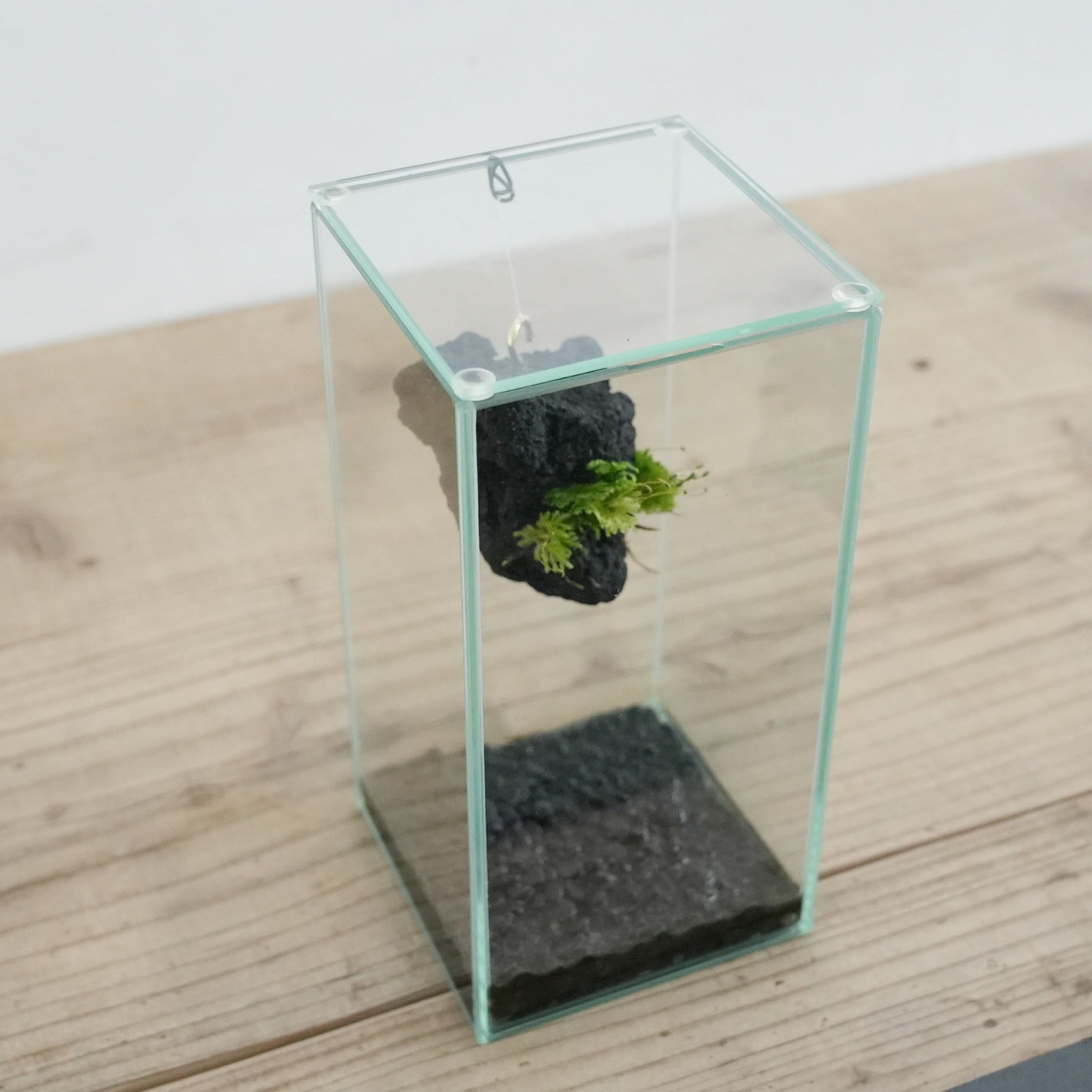 ◇現品◇吊り下げ着生苔石（クジャクゴケ）2024.10.19 #3【容器付き